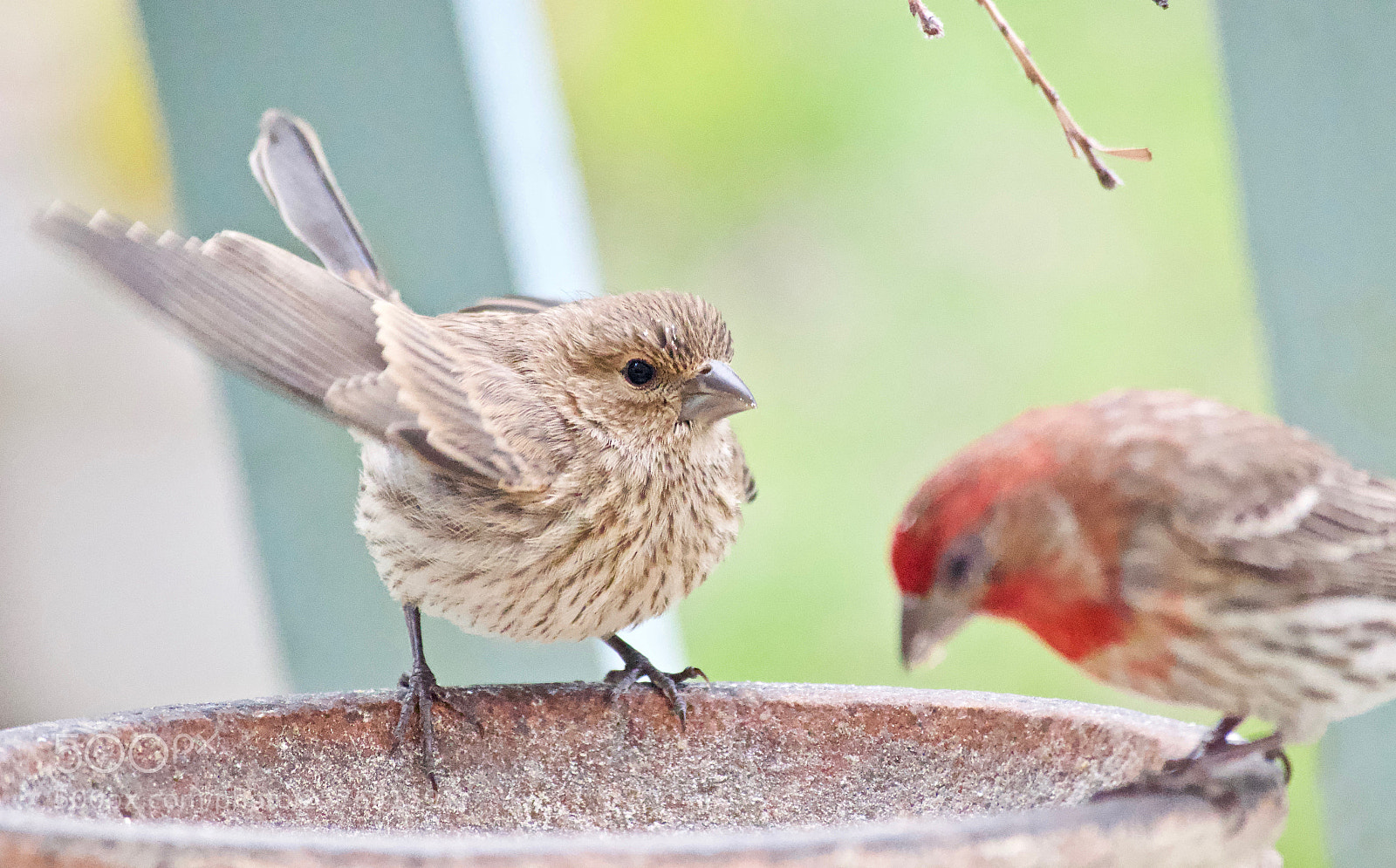 Nikon D3300 sample photo. Feed me now photography