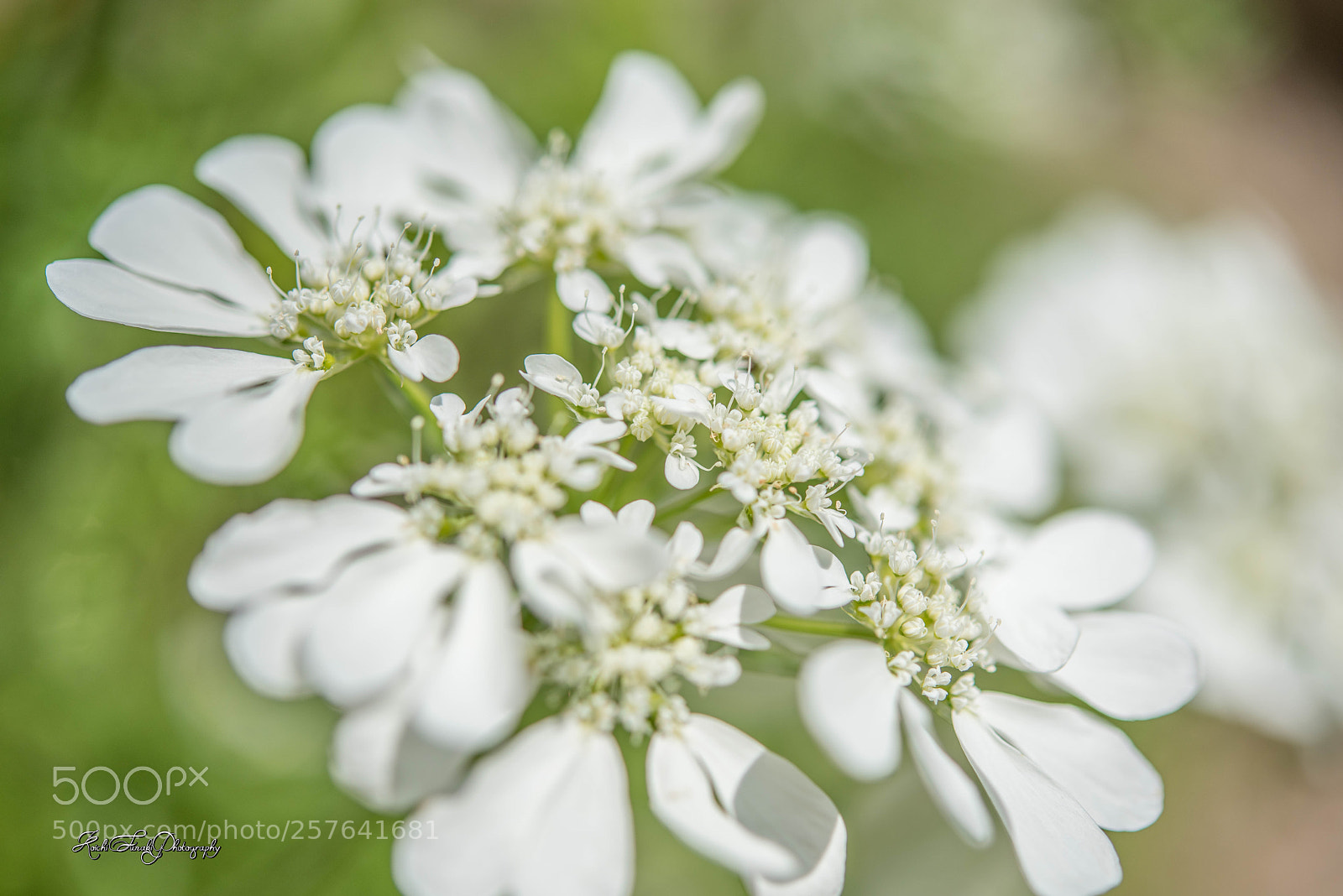 Nikon D810 sample photo. Flowers blooming in the photography