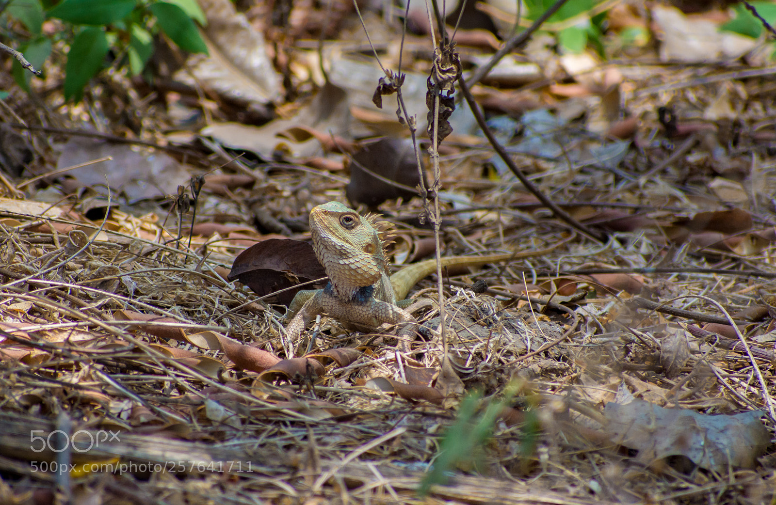 Nikon D7200 sample photo. Chameleon - searching for photography