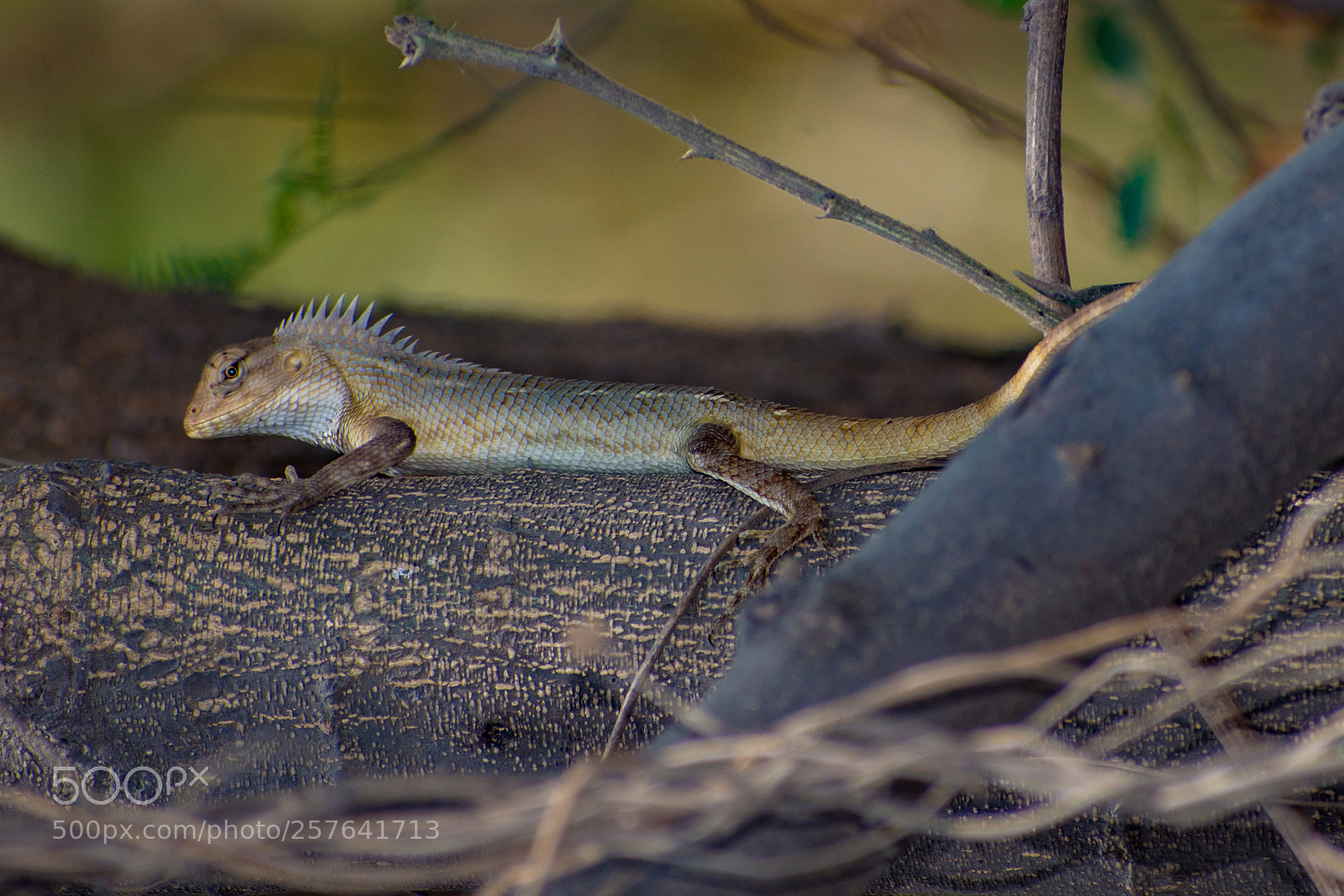 Nikon D7200 sample photo. Chameleon - taking rest... photography