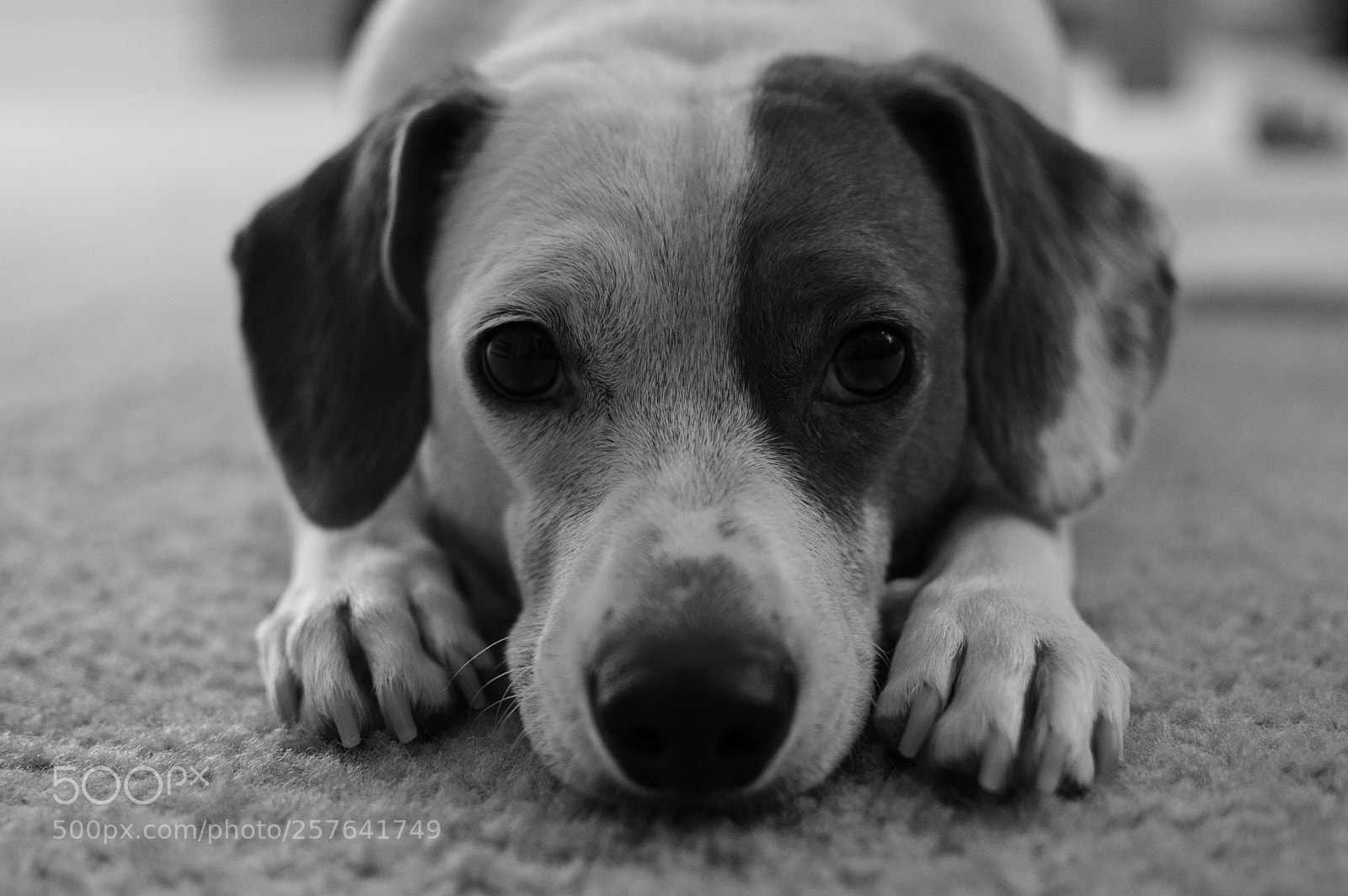 Nikon D3200 sample photo. Untitled dog #2 photography