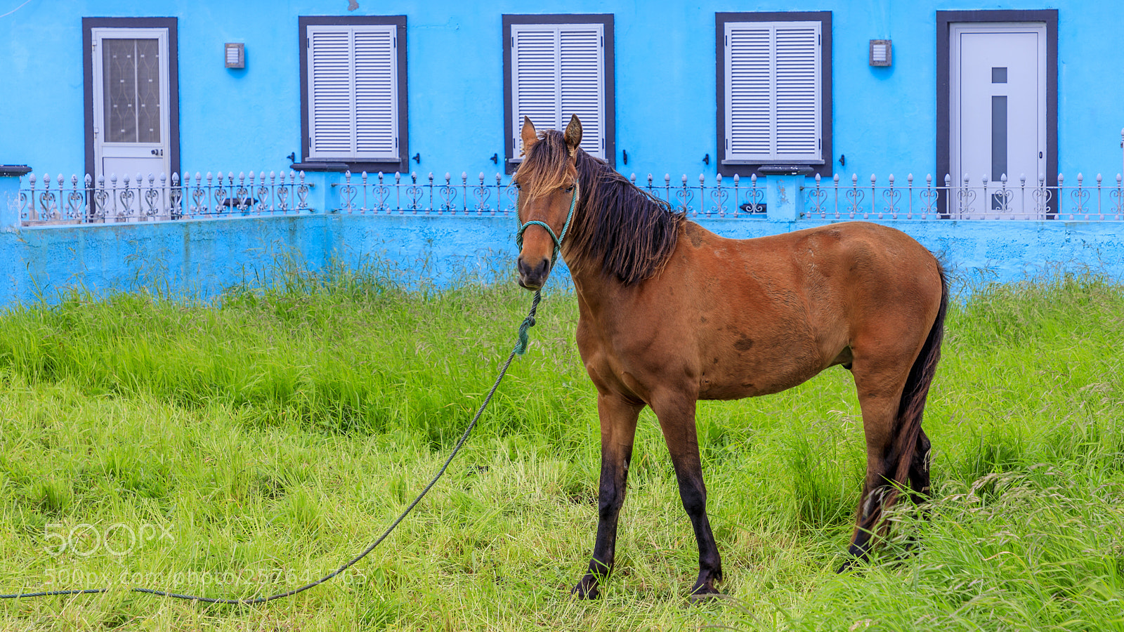 Canon EOS 5D Mark IV sample photo. Açores-terceira-vila nova photography