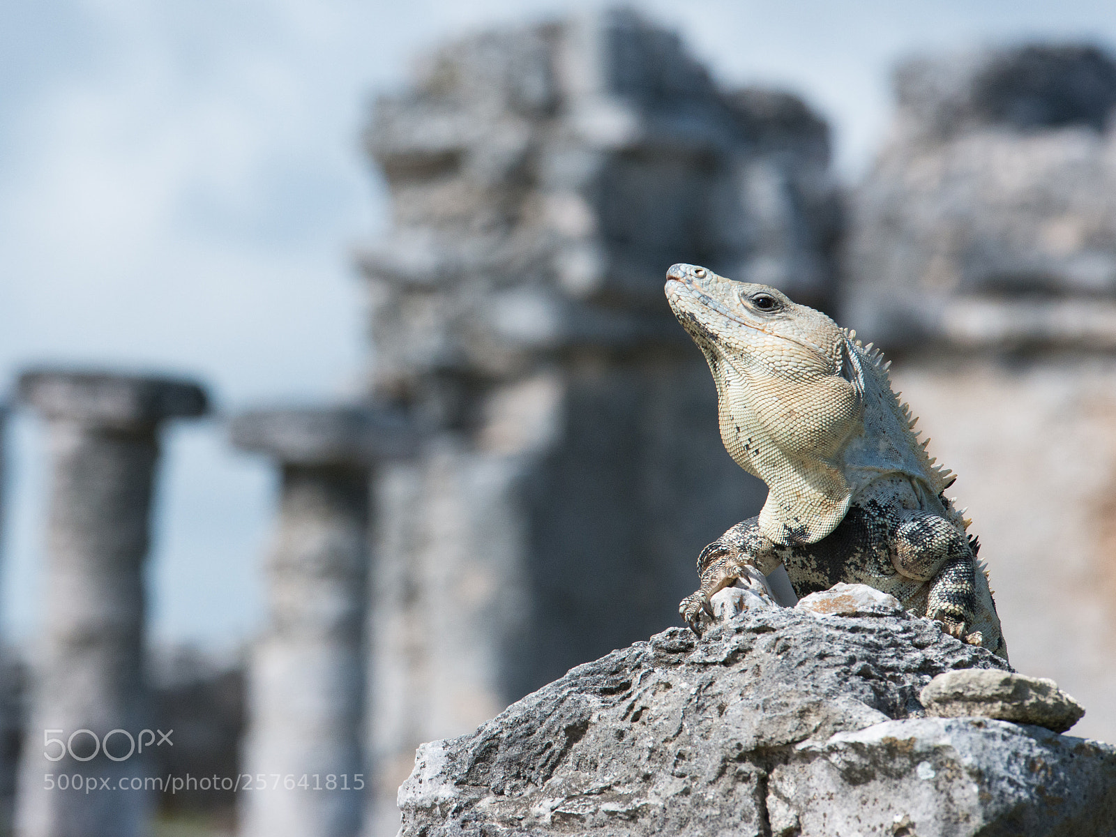 Nikon D800 sample photo. Il re del tempio photography