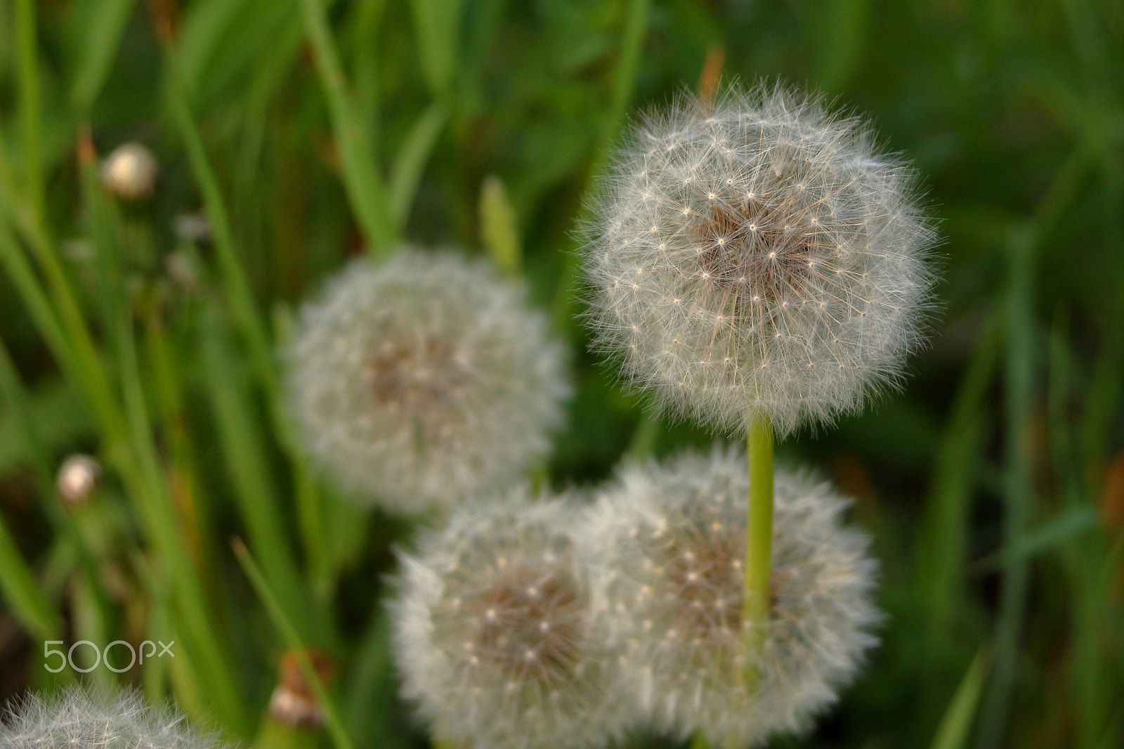 Canon EF 35-70mm f/3.5-4.5A sample photo. Dandelion photography