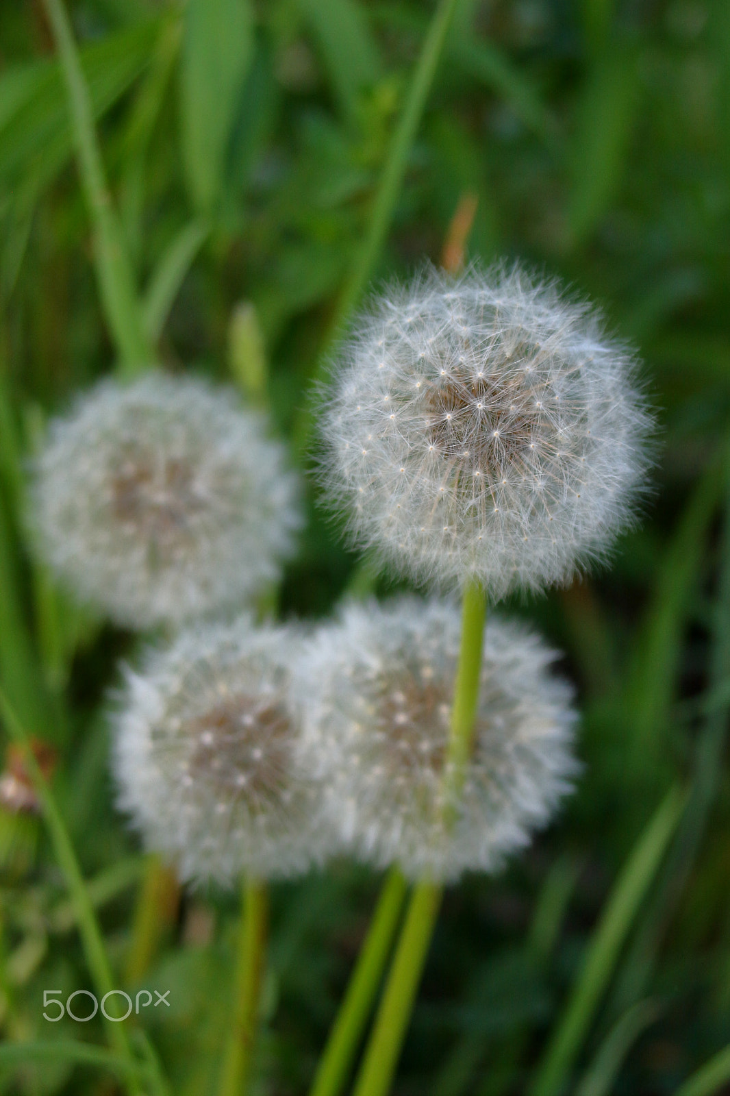 Canon EF 35-70mm f/3.5-4.5A sample photo. Dandelion photography