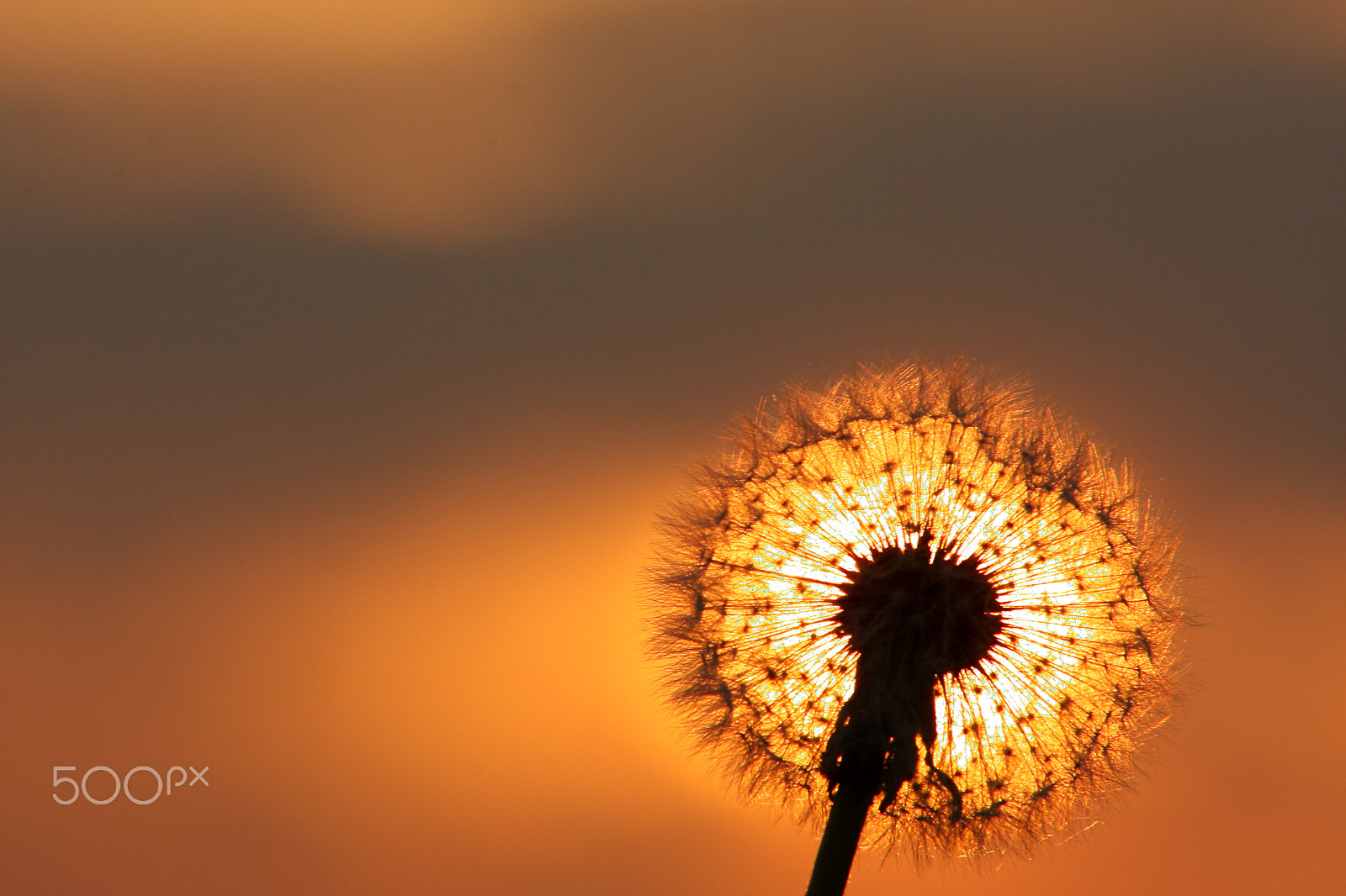 Canon EOS 40D + Canon EF 70-210mm f/4 sample photo. Dandelion photography