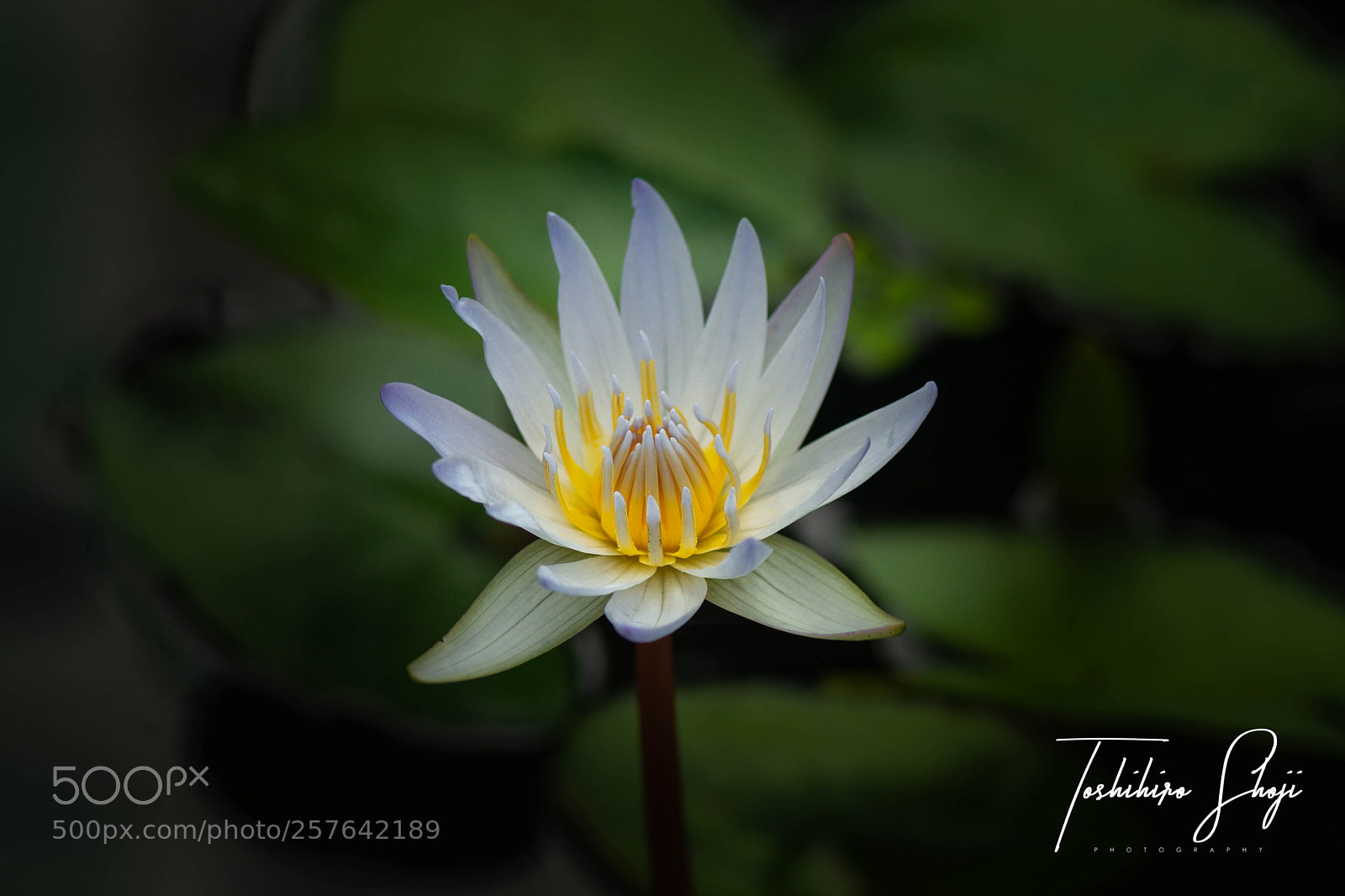 Sony SLT-A99V sample photo. 'nymphaea' waterlily photography