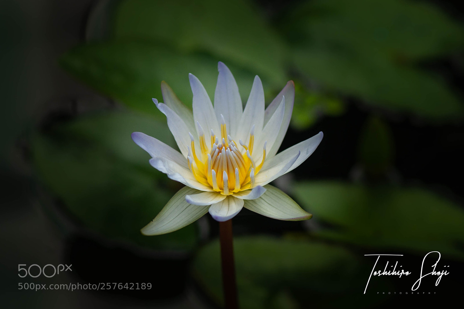 Sony a99 II sample photo. 'nymphaea' waterlily photography