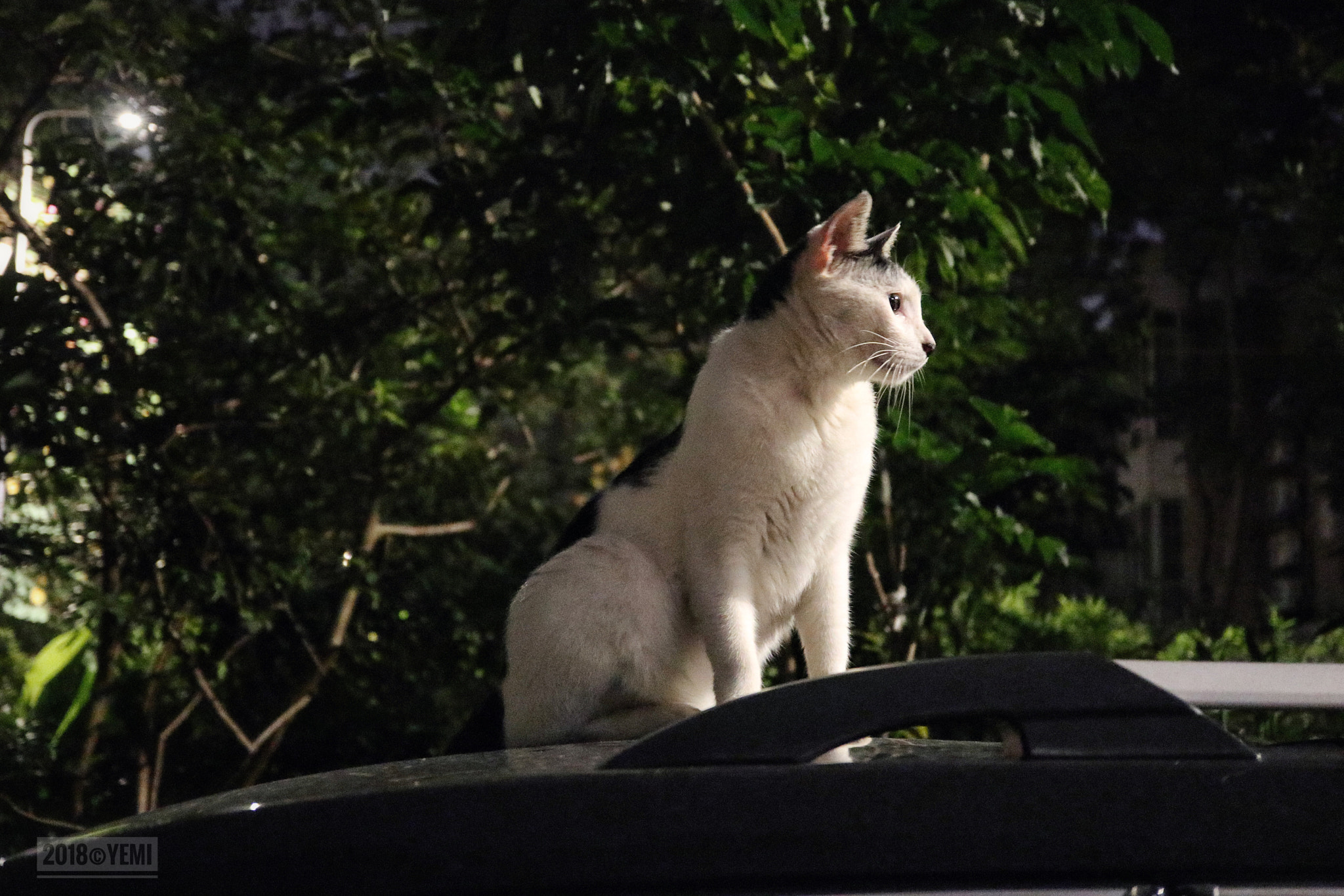 Canon EOS M6 sample photo. The night street cat photography