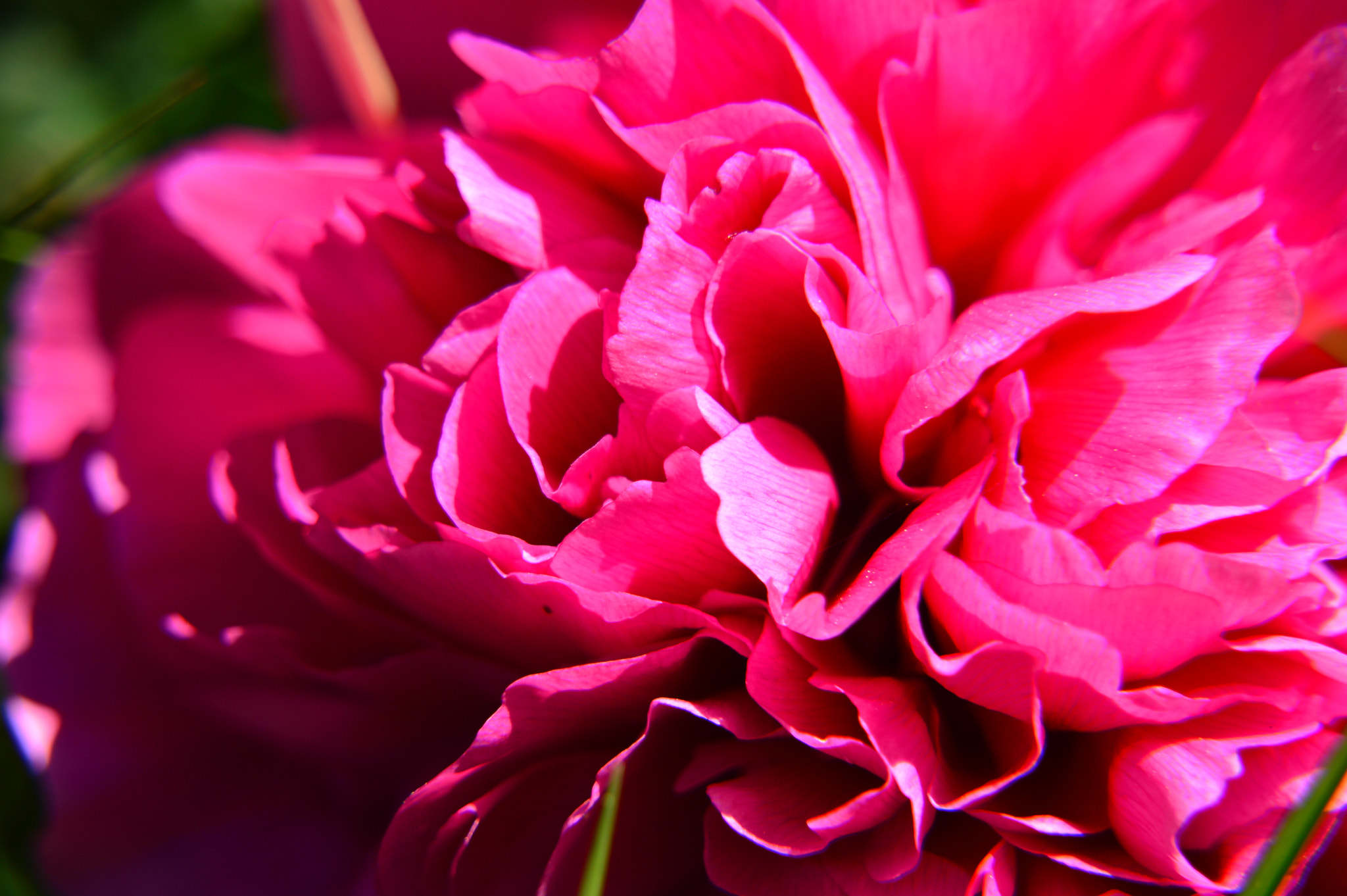 Nikon D3200 + Sigma 18-250mm F3.5-6.3 DC Macro OS HSM sample photo. Peony in bloom photography