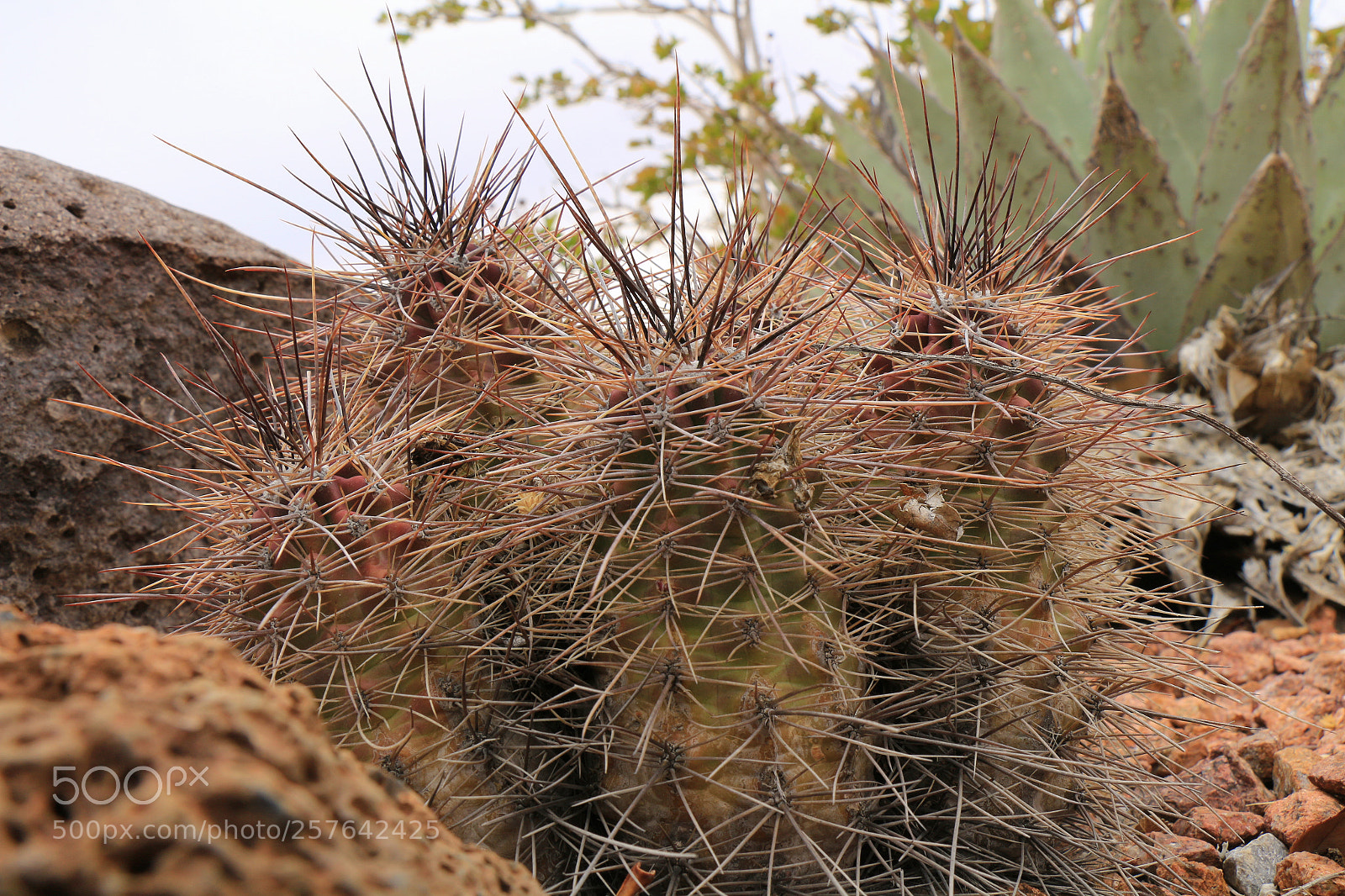 Canon EOS 700D (EOS Rebel T5i / EOS Kiss X7i) sample photo. Sharp issues photography