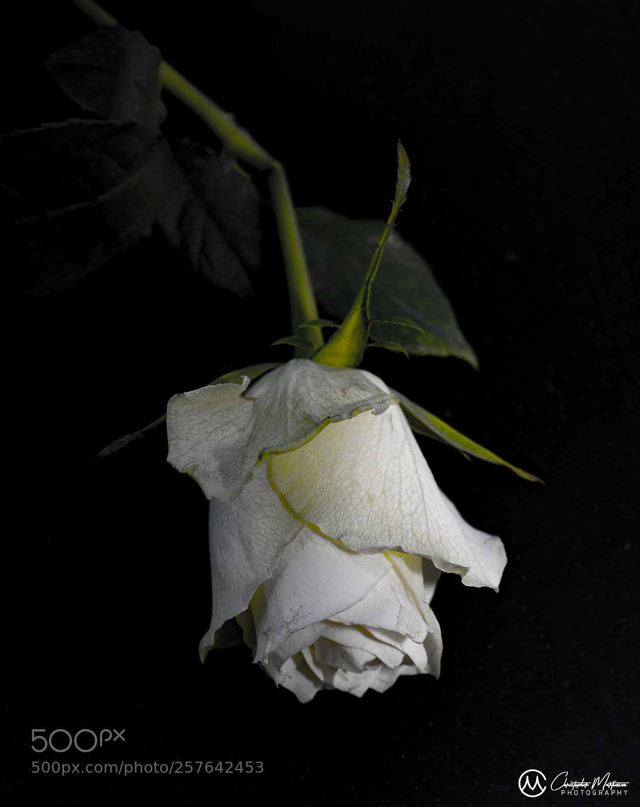Nikon D850 sample photo. Whiteasarose photography