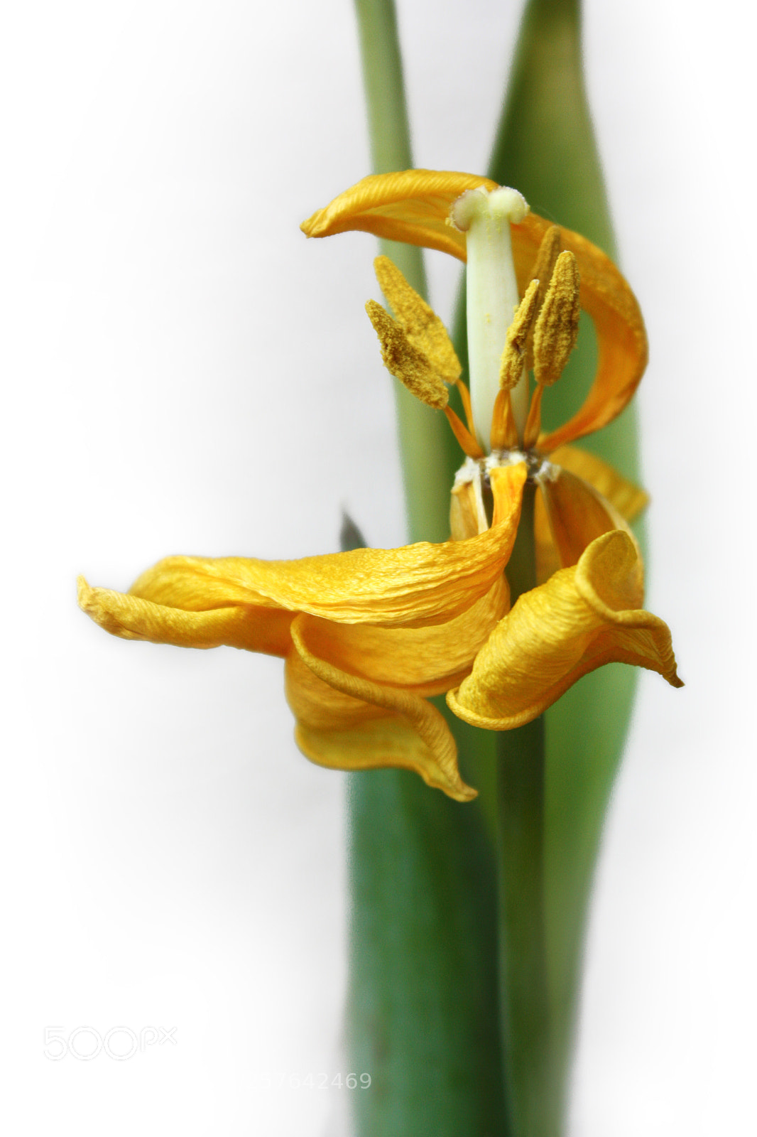 Canon EOS 450D (EOS Rebel XSi / EOS Kiss X2) sample photo. Yellow twisted tulip photography
