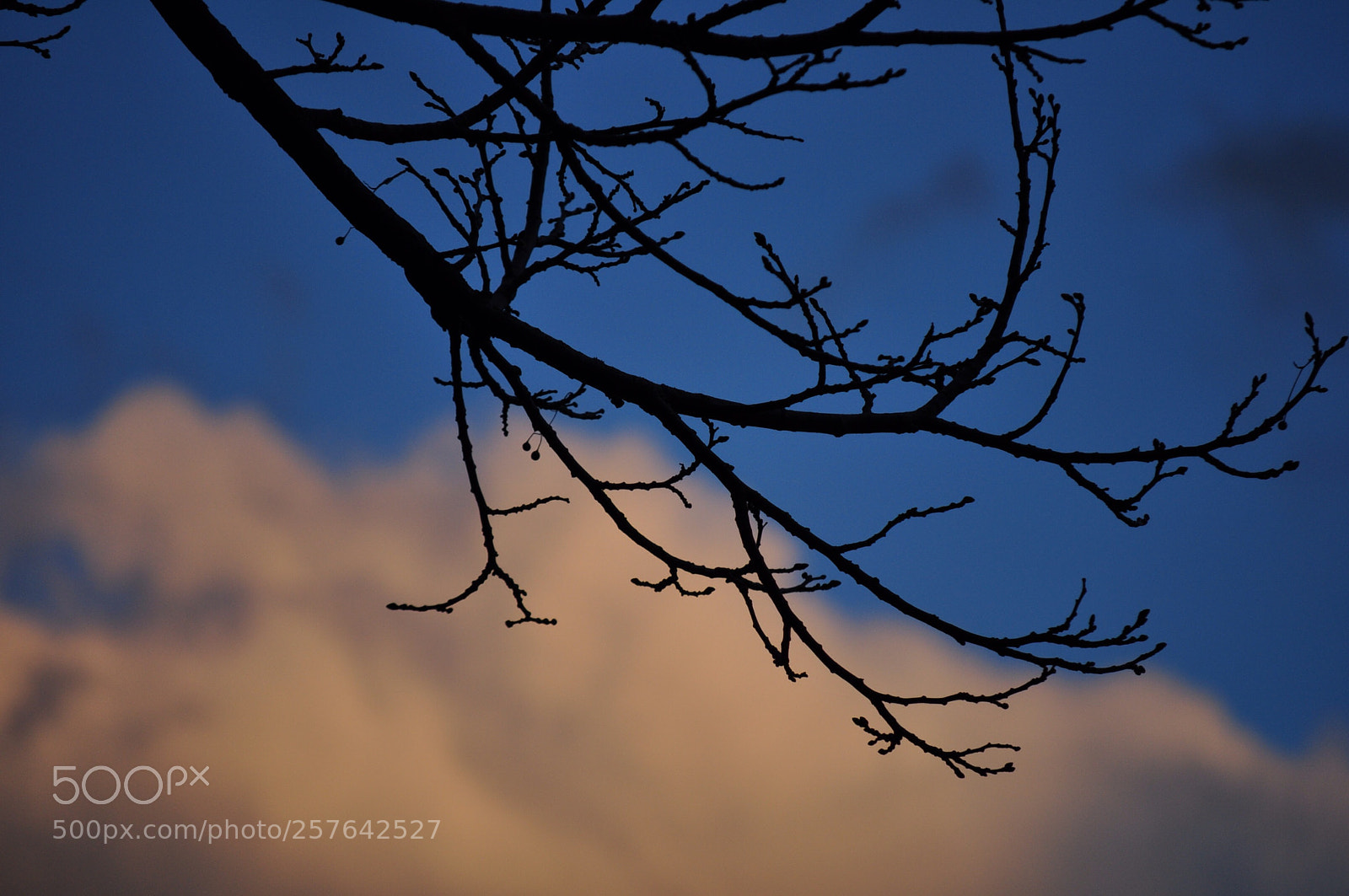 Nikon D5000 sample photo. Desperation photography