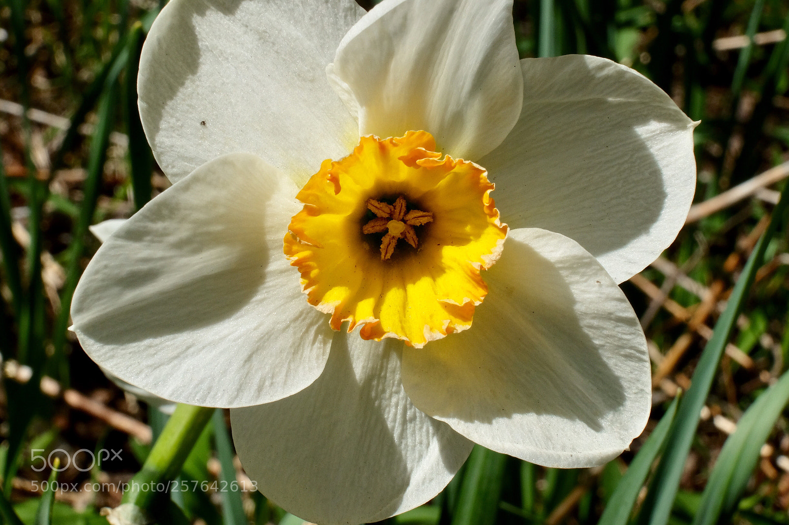 Fujifilm X-T10 sample photo. Daffodils  photography
