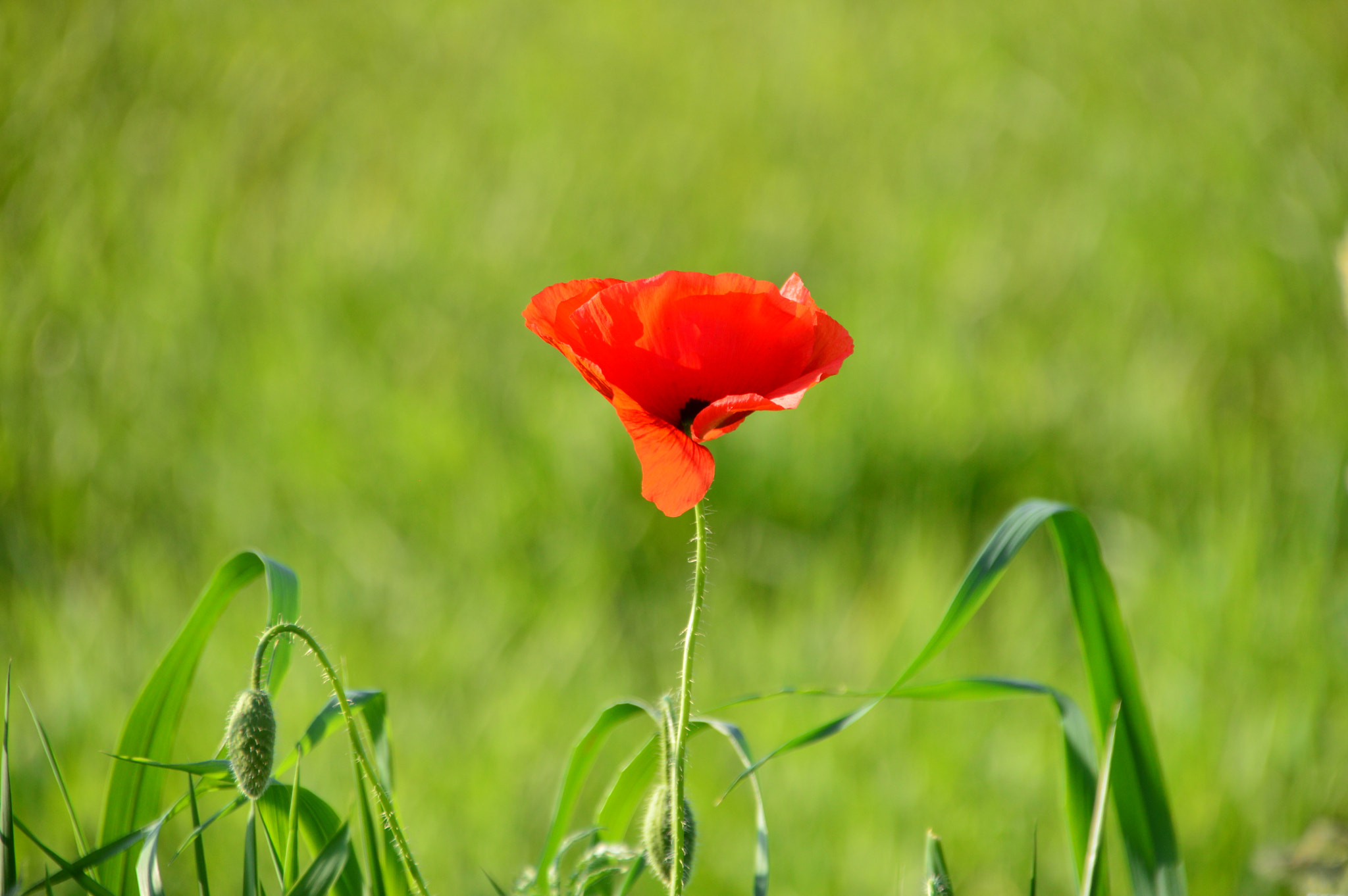 Nikon D3200 + Sigma 18-250mm F3.5-6.3 DC Macro OS HSM sample photo. Single field poppy photography