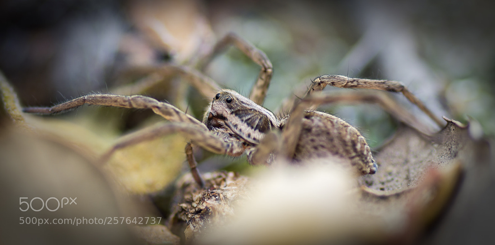 Pentax K-5 sample photo. Untitled photography