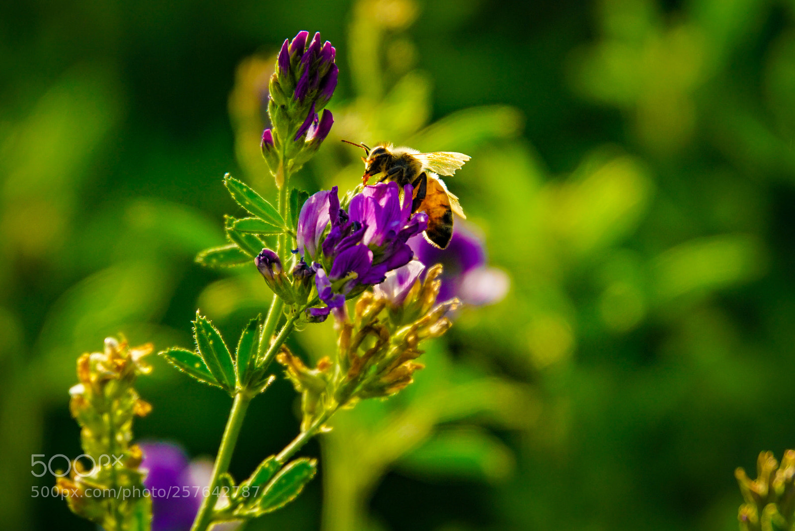 Sony a7R II sample photo. Bee photography