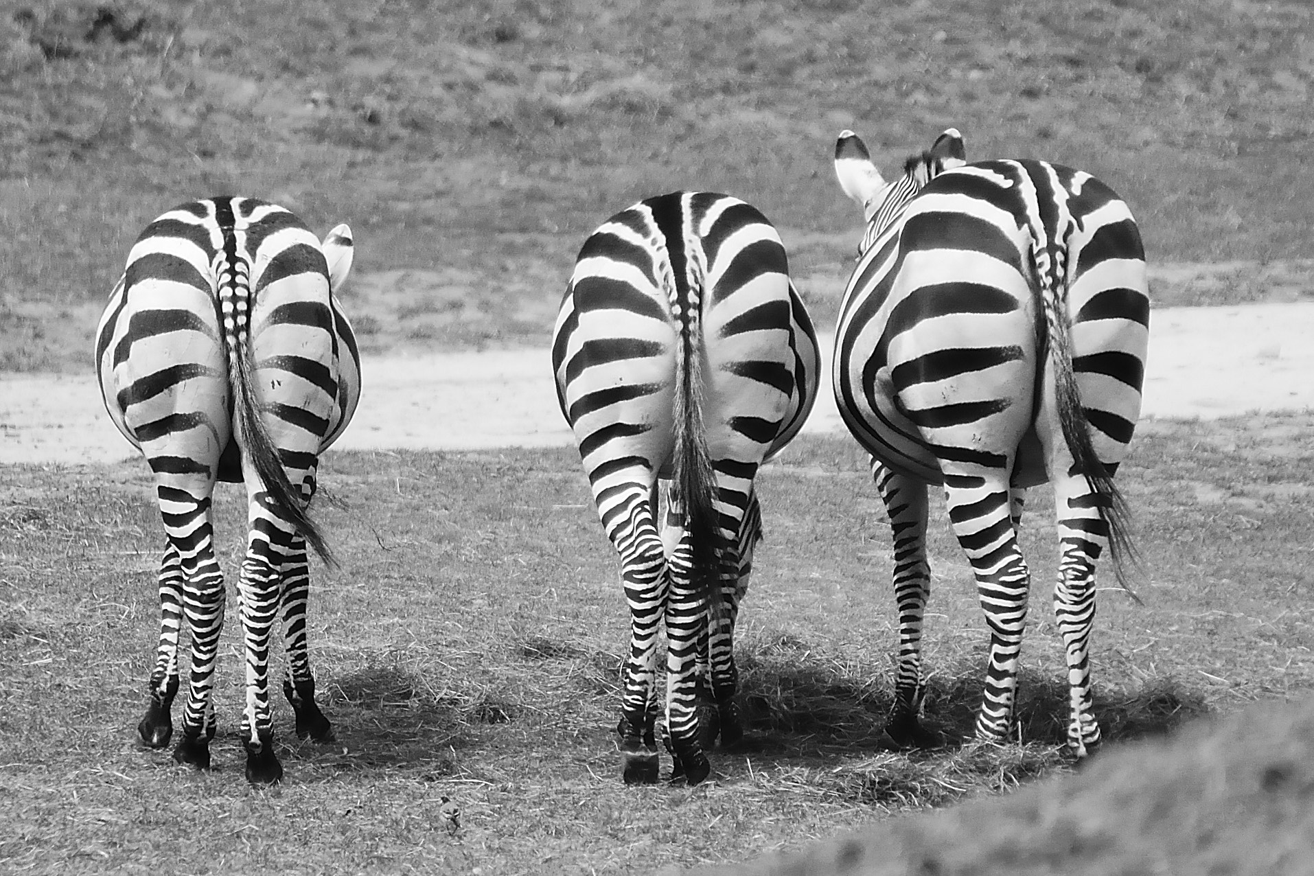 Sigma 70-200mm F2.8 EX DG OS HSM sample photo. Three zebras photography
