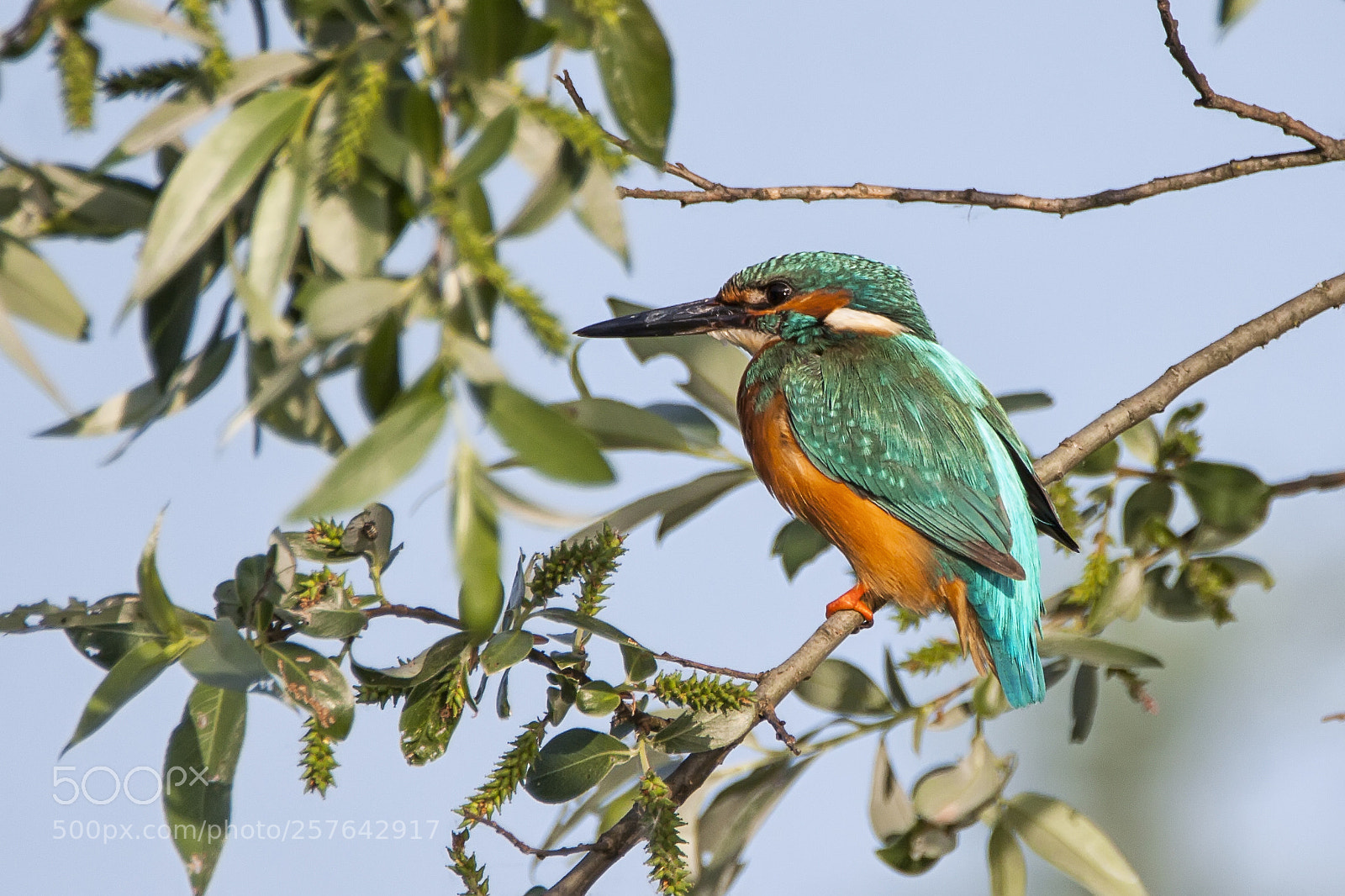 Canon EOS 50D sample photo. Kingfisher photography