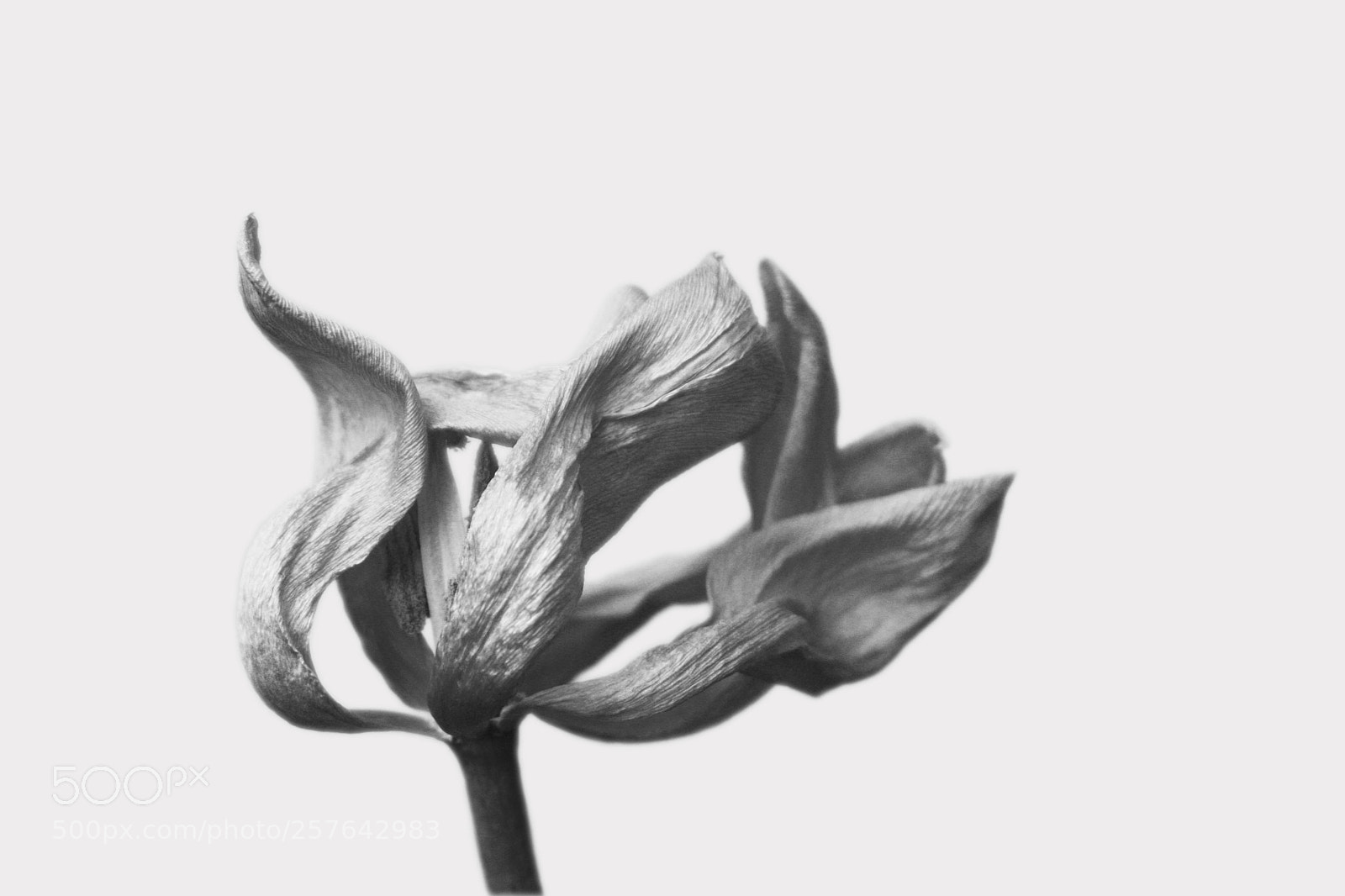 Canon EOS 450D (EOS Rebel XSi / EOS Kiss X2) sample photo. Dried tulip study photography