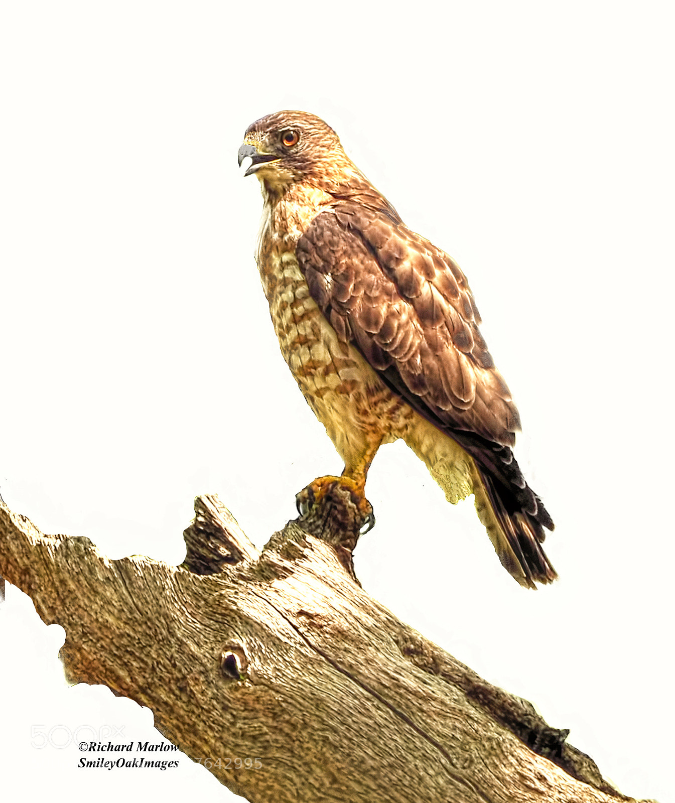 Nikon D5000 sample photo. Hawk photography