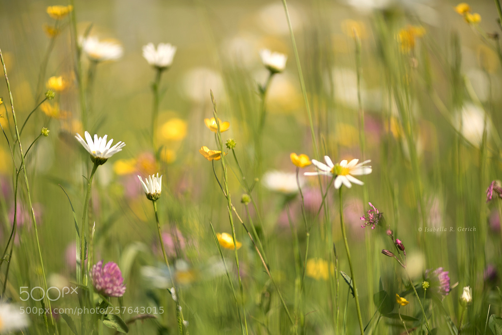 Nikon D750 sample photo. Colourful diversity photography