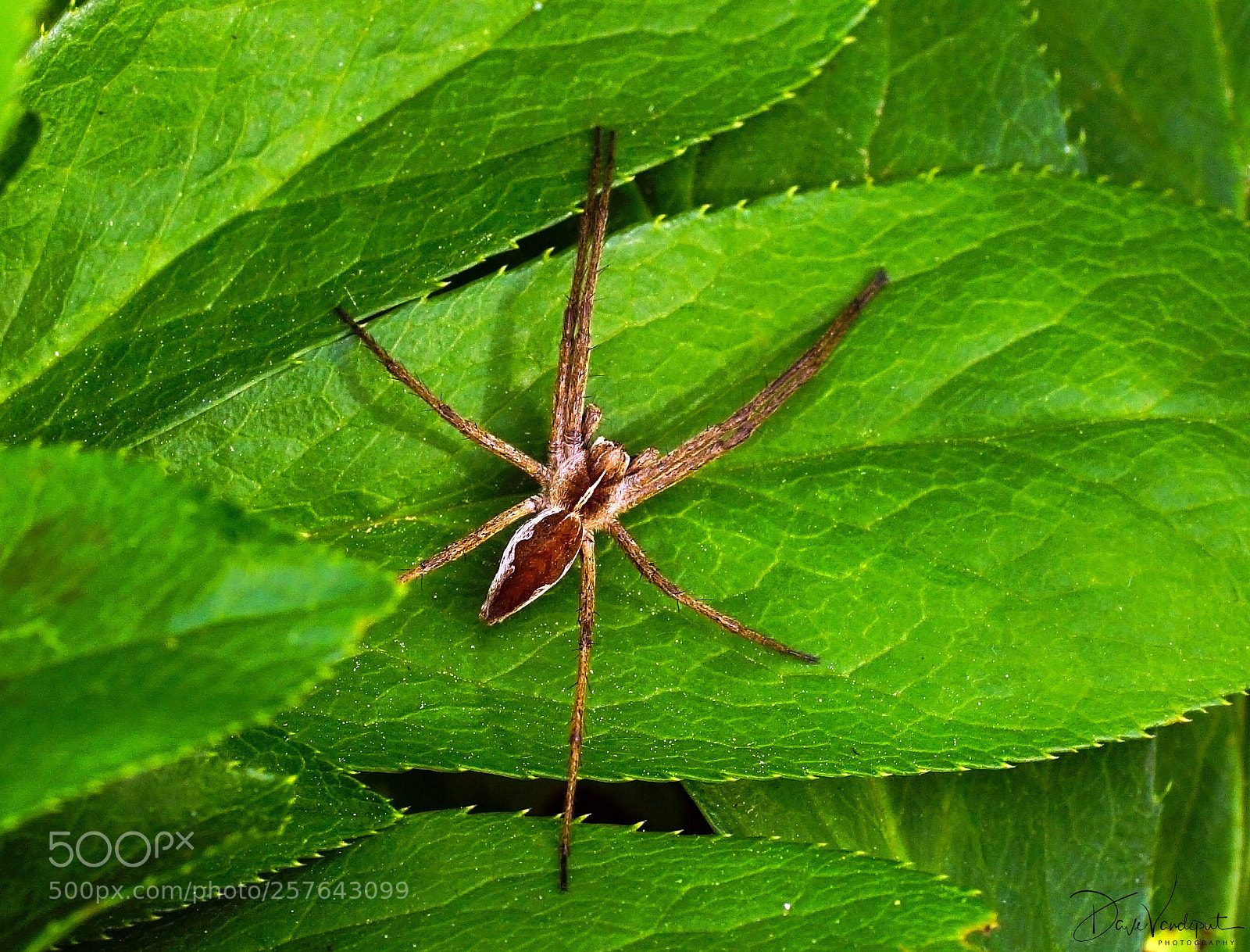 Sony SLT-A77 sample photo. Itsy bitsy spider... photography