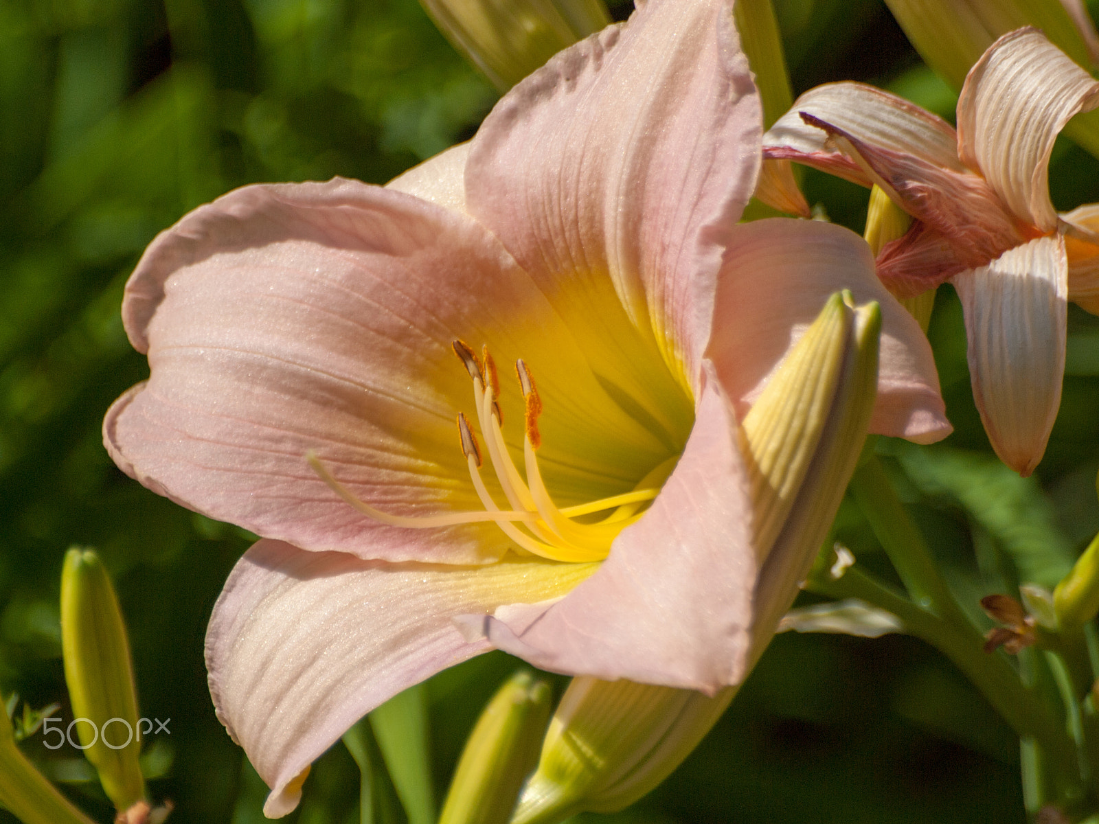 Olympus E-620 (EVOLT E-620) sample photo. Subtle beauty photography