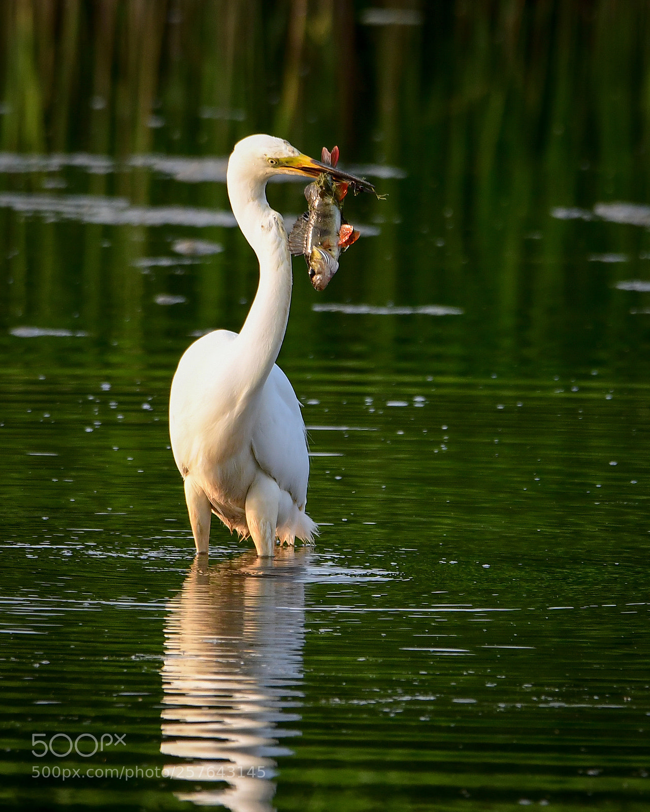 Nikon D7500 sample photo. Egret's dinner photography