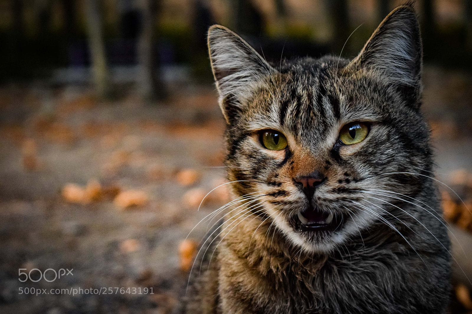 Nikon D3300 sample photo. Angry... photography