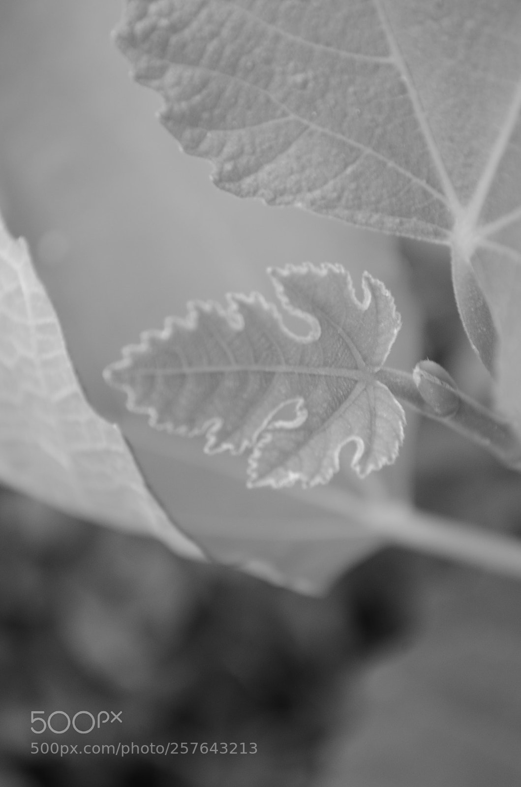 Nikon D5100 sample photo. Afresh photography