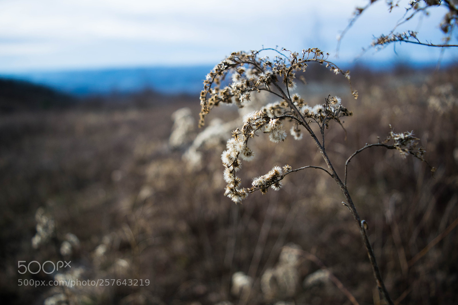 Nikon D3300 sample photo. Autumn plants photography