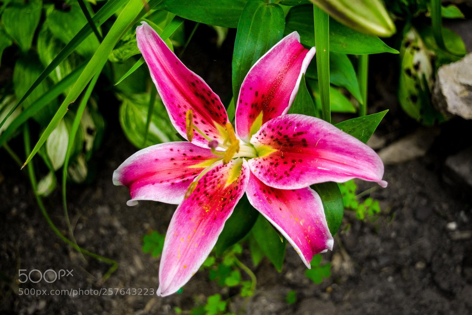 Nikon D3300 sample photo. Stargazer lily photography