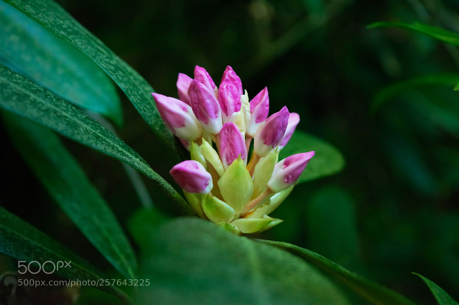 Nikon D3300 sample photo. Pink mountain laurel buds photography