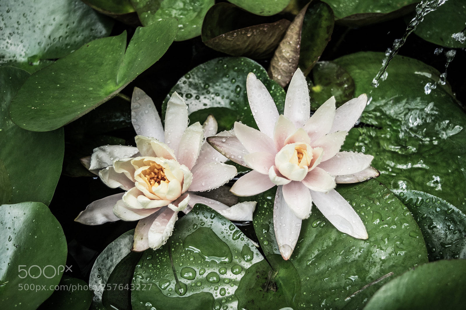 Nikon D3300 sample photo. Water lillies w/ edit photography