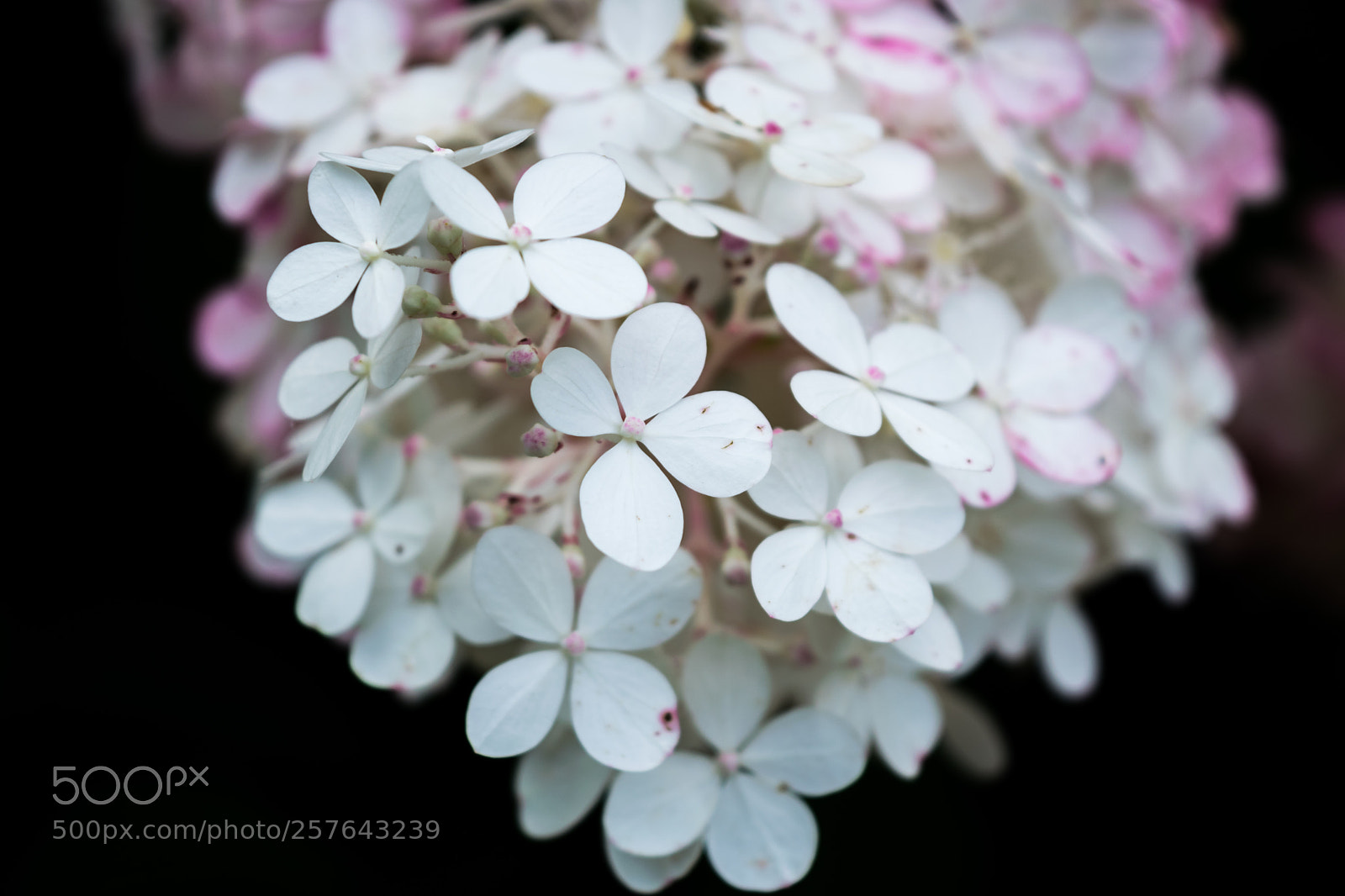 Nikon D3300 sample photo. Blooms in the dark photography