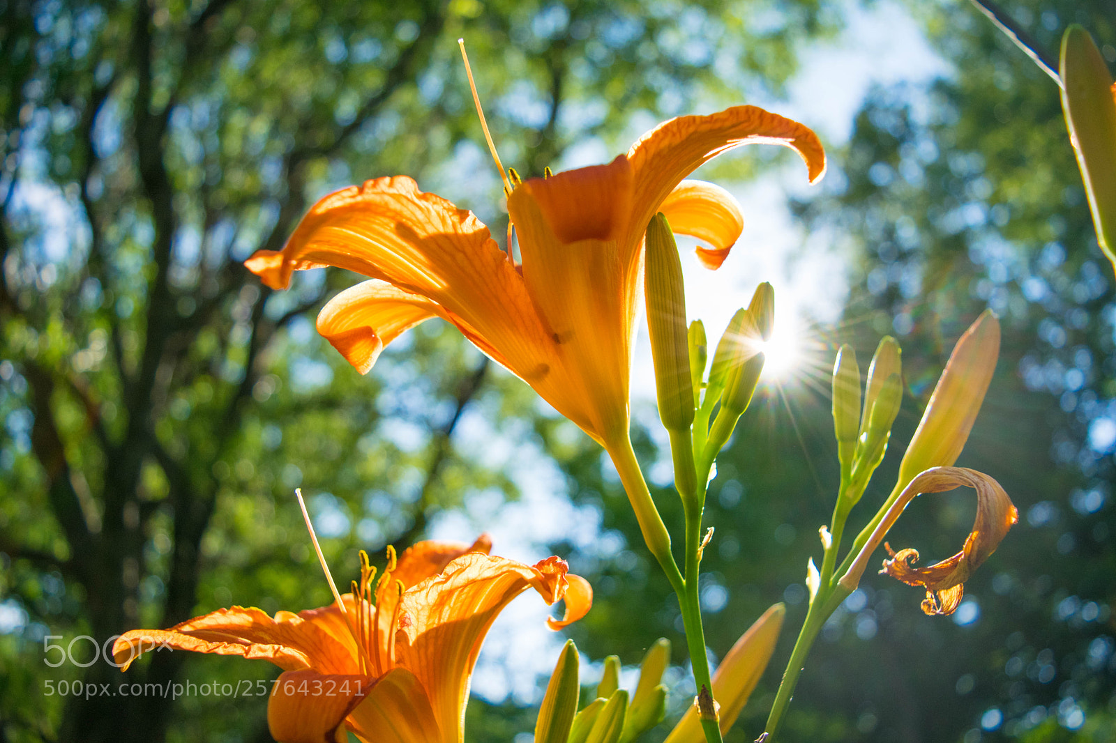 Nikon D3300 sample photo. Flowers in sunlight photography