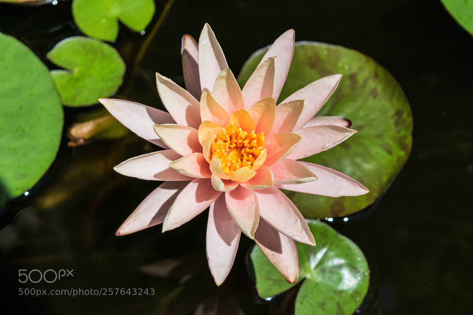 Nikon D3300 sample photo. Water lily photography