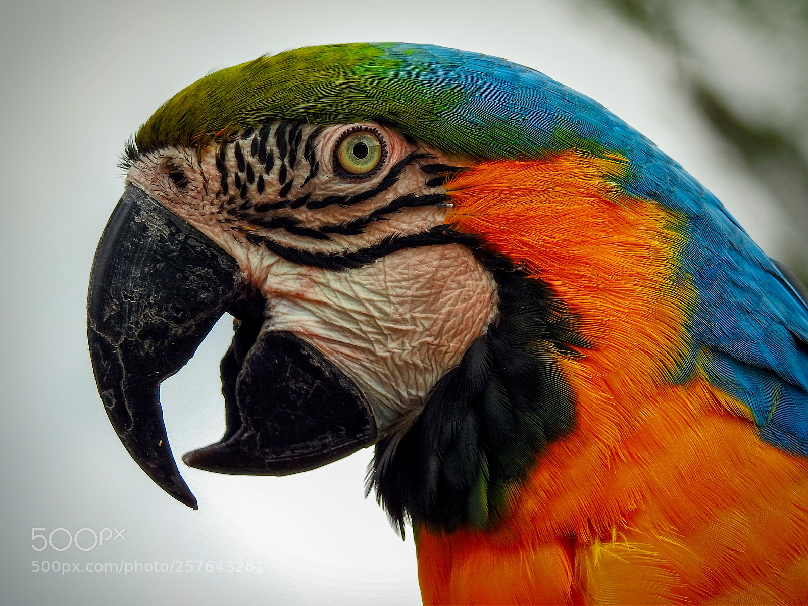 Nikon Coolpix P900 sample photo. Macaw portrait photography