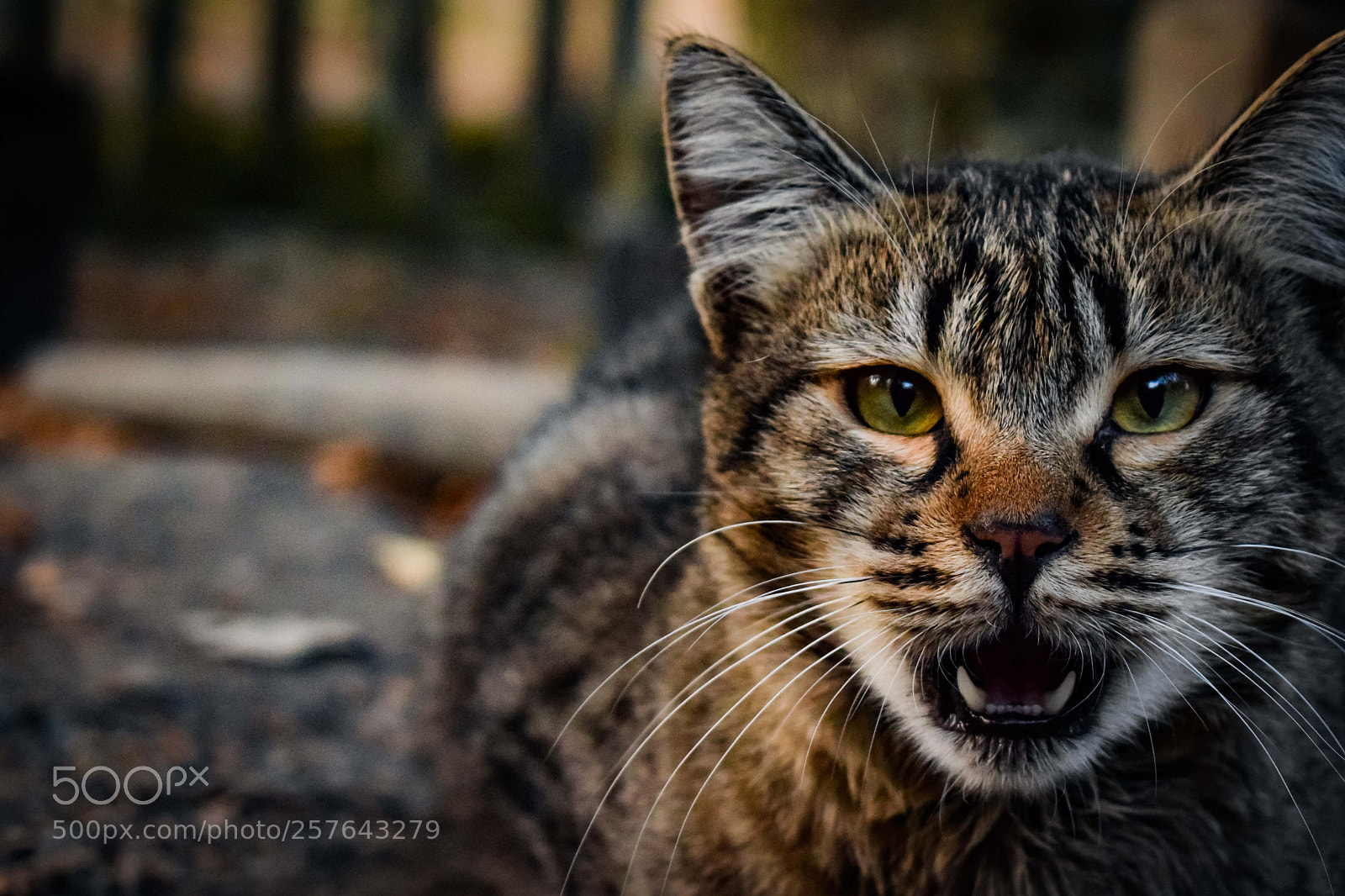 Nikon D3300 sample photo. Wild... photography