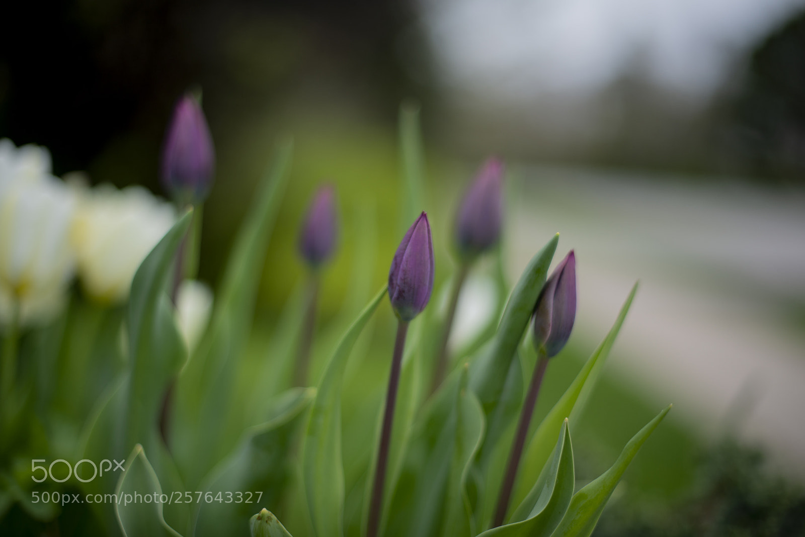 Nikon D610 sample photo. Purple tulips photography