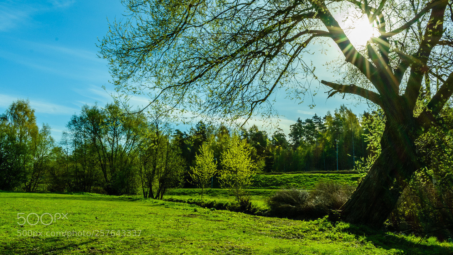 Nikon D3400 sample photo. Park walking photography