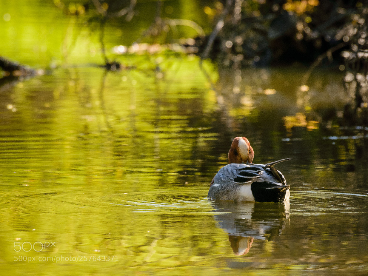 Nikon D3400 sample photo. Duck tales_3 photography