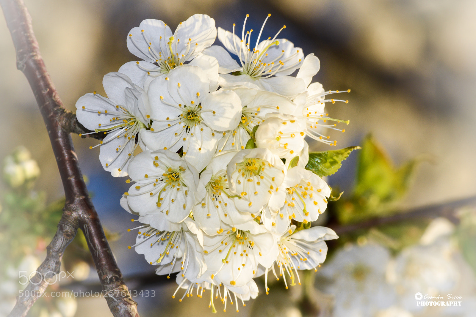 Nikon D5600 sample photo. Cherry tree flowers photography