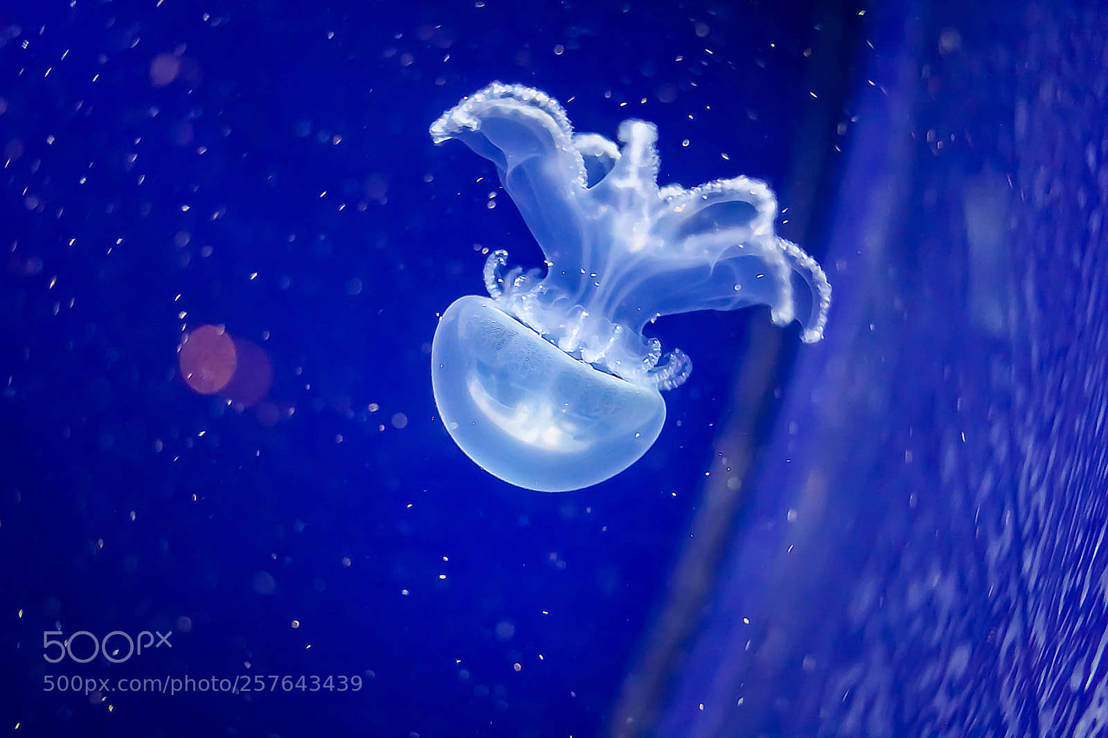 Canon EOS 1300D (EOS Rebel T6 / EOS Kiss X80) sample photo. Duisburg • 2018 • jellyfish photography