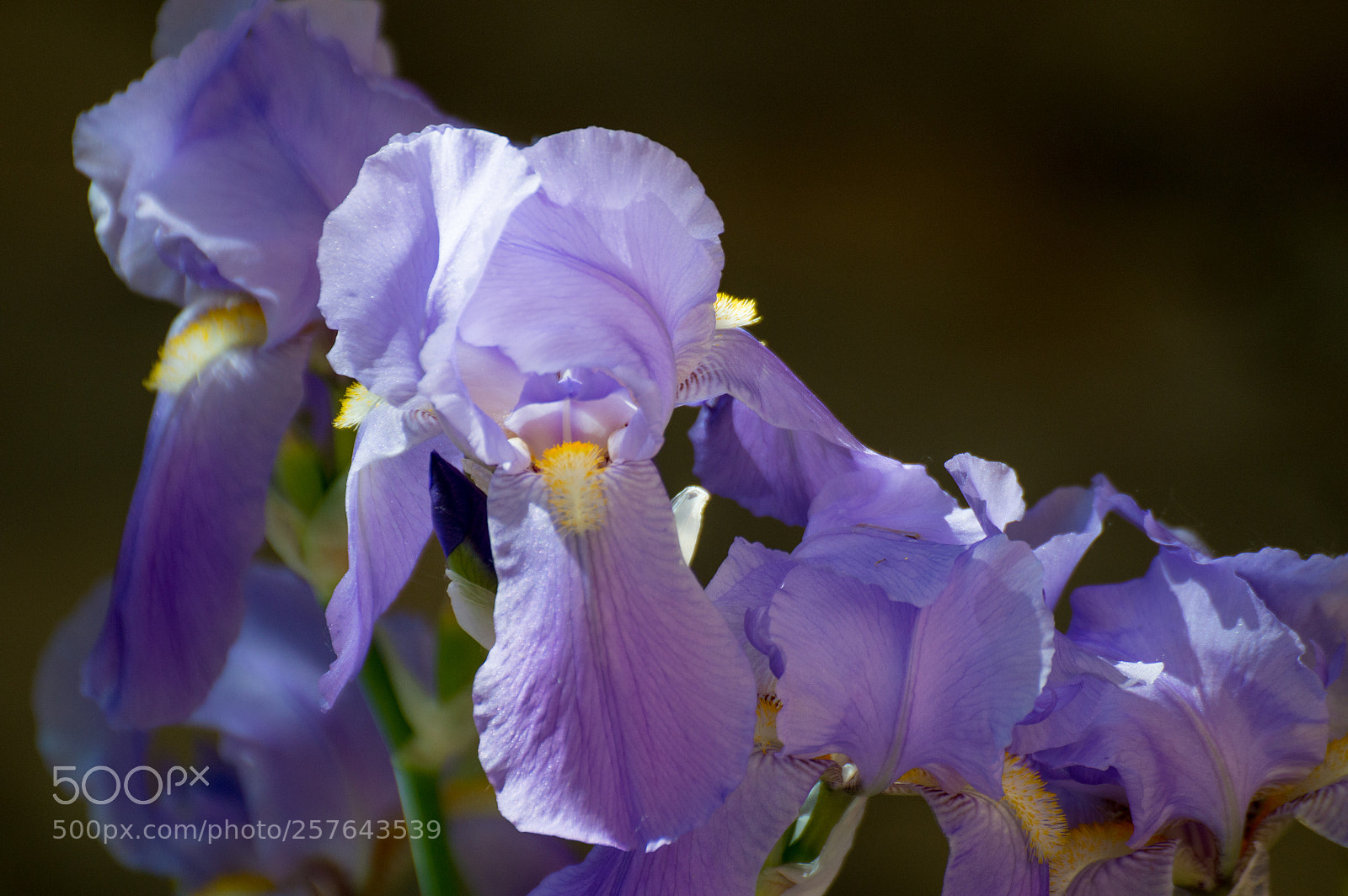 Nikon D3200 sample photo. () photography