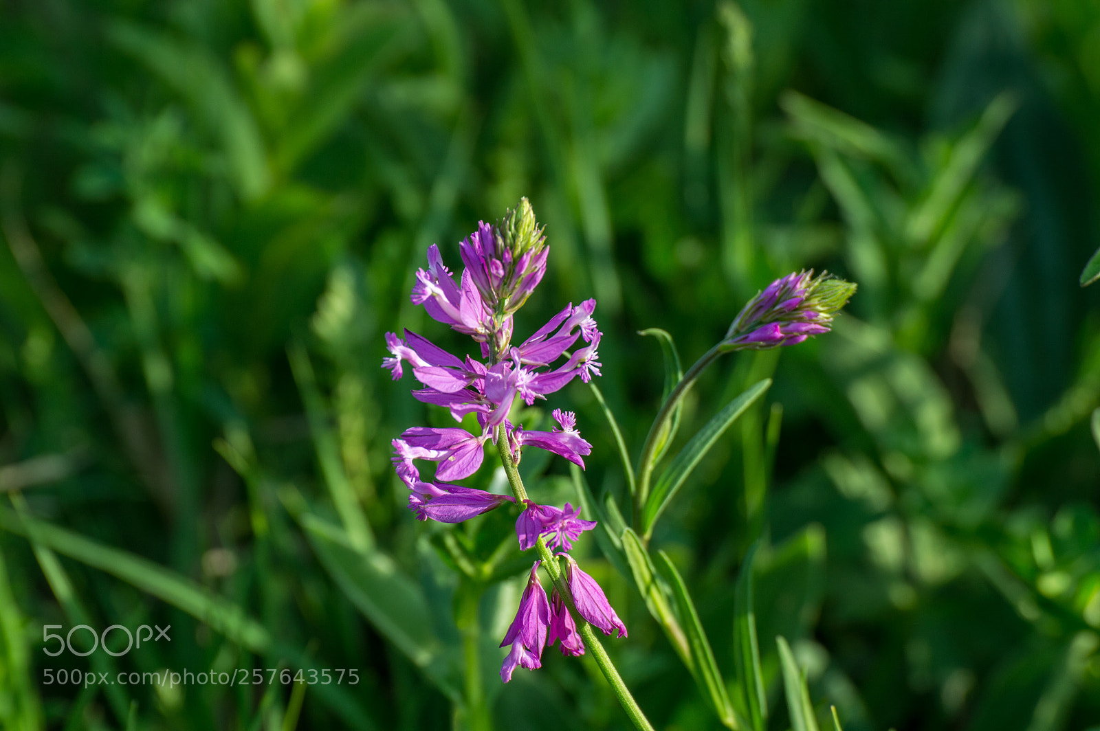 Nikon D3200 sample photo. () photography