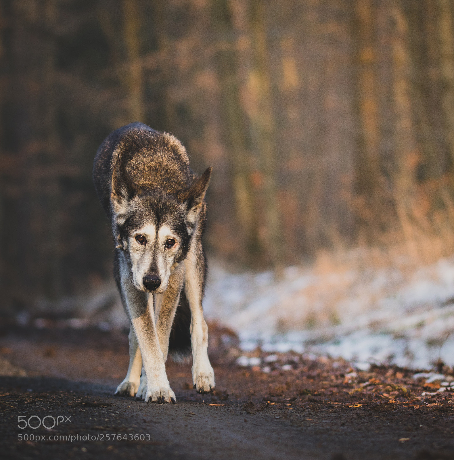 Canon EOS 7D Mark II sample photo. Wolfdog photography