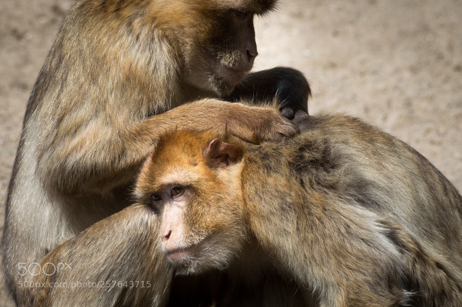 Nikon D3200 sample photo. Monkeybusiness photography